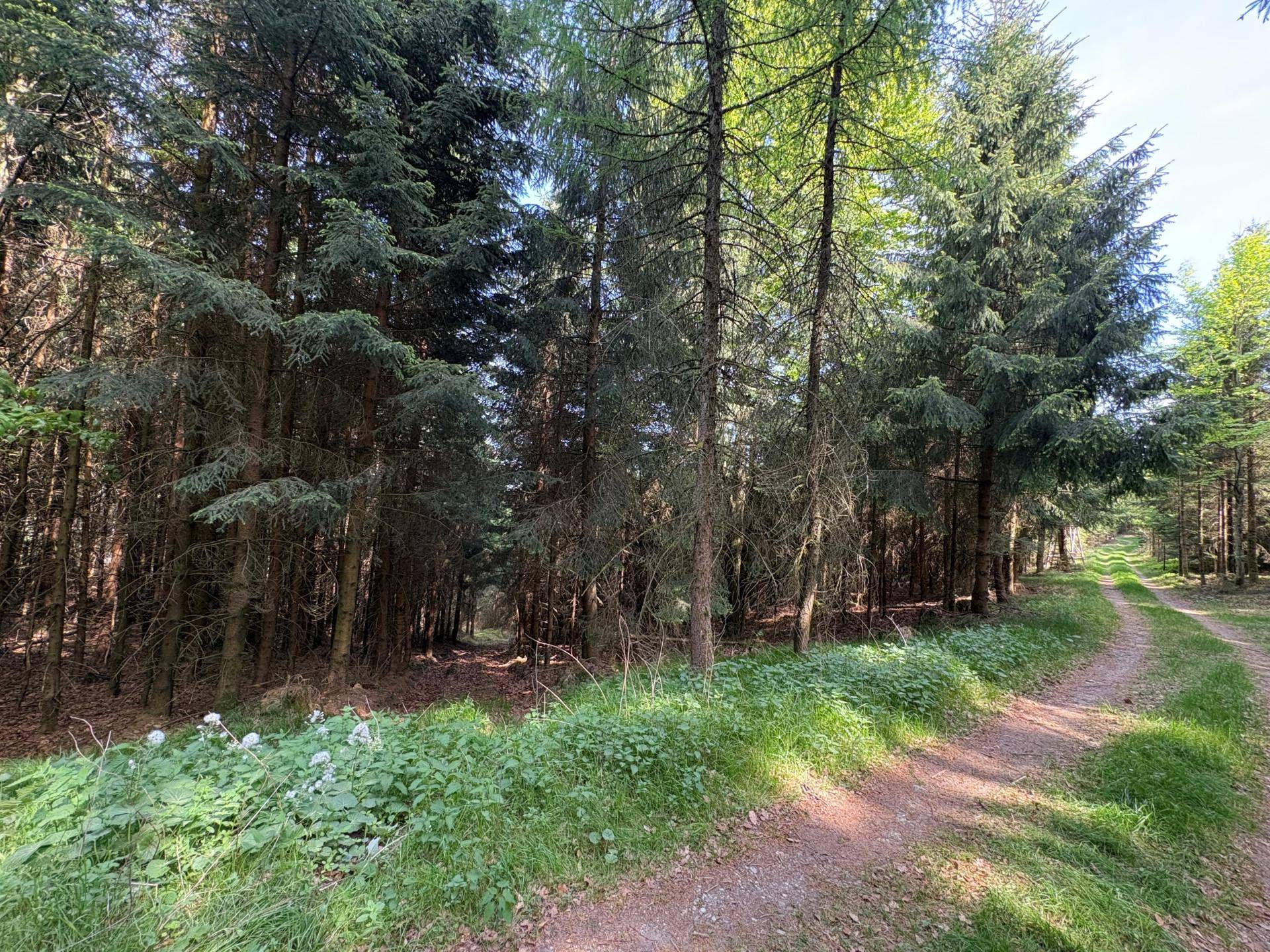 Waldrand mit einem unbefestigten Weg, gesäumt von hohen Nadelbäumen und üppigem Grün am Wegesrand.