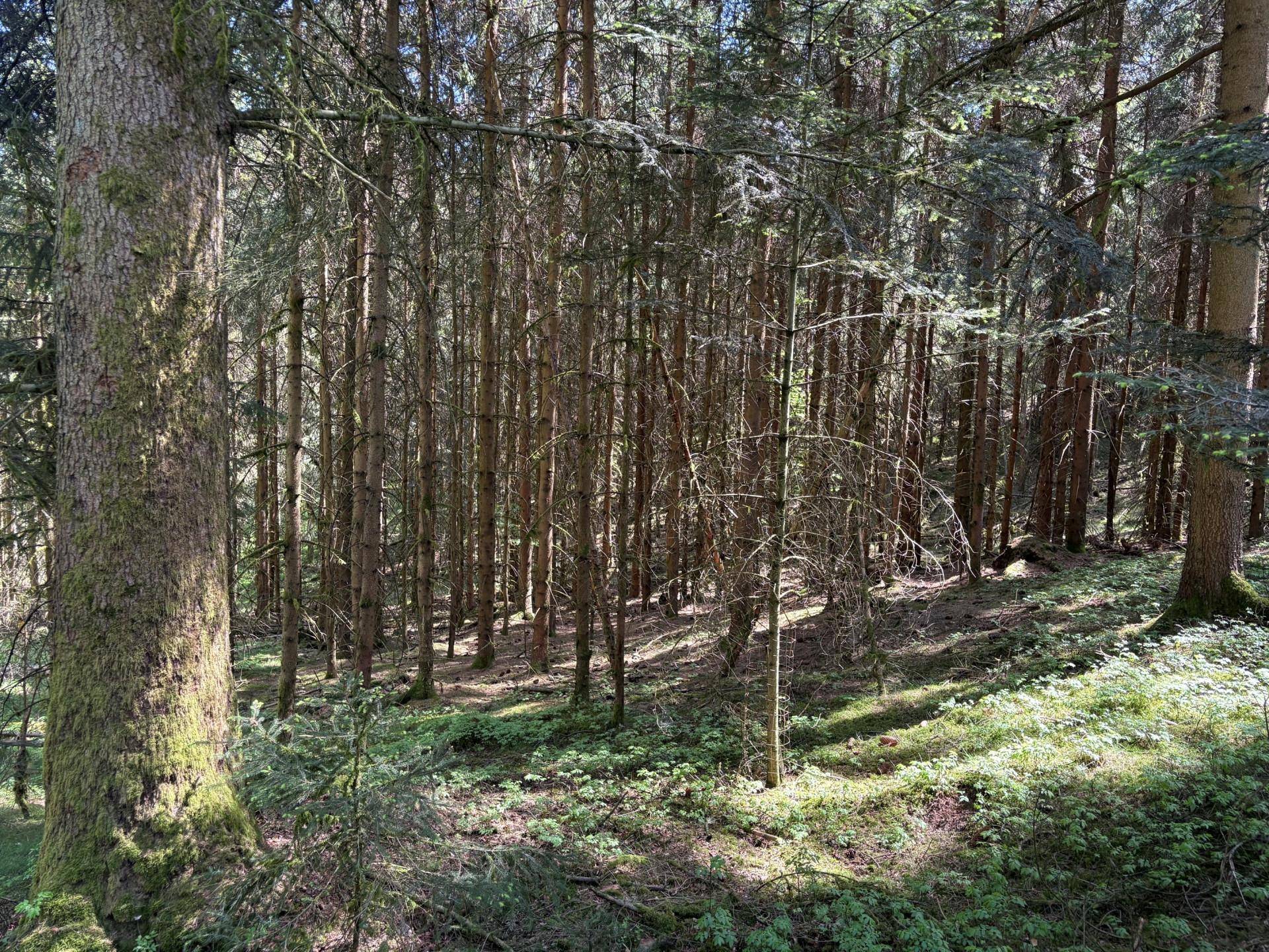 Dichter Nadelwald mit vielen hohen Bäumen und sonnenbeschienenem Unterholz, das eine ruhige Atmosphäre schafft.