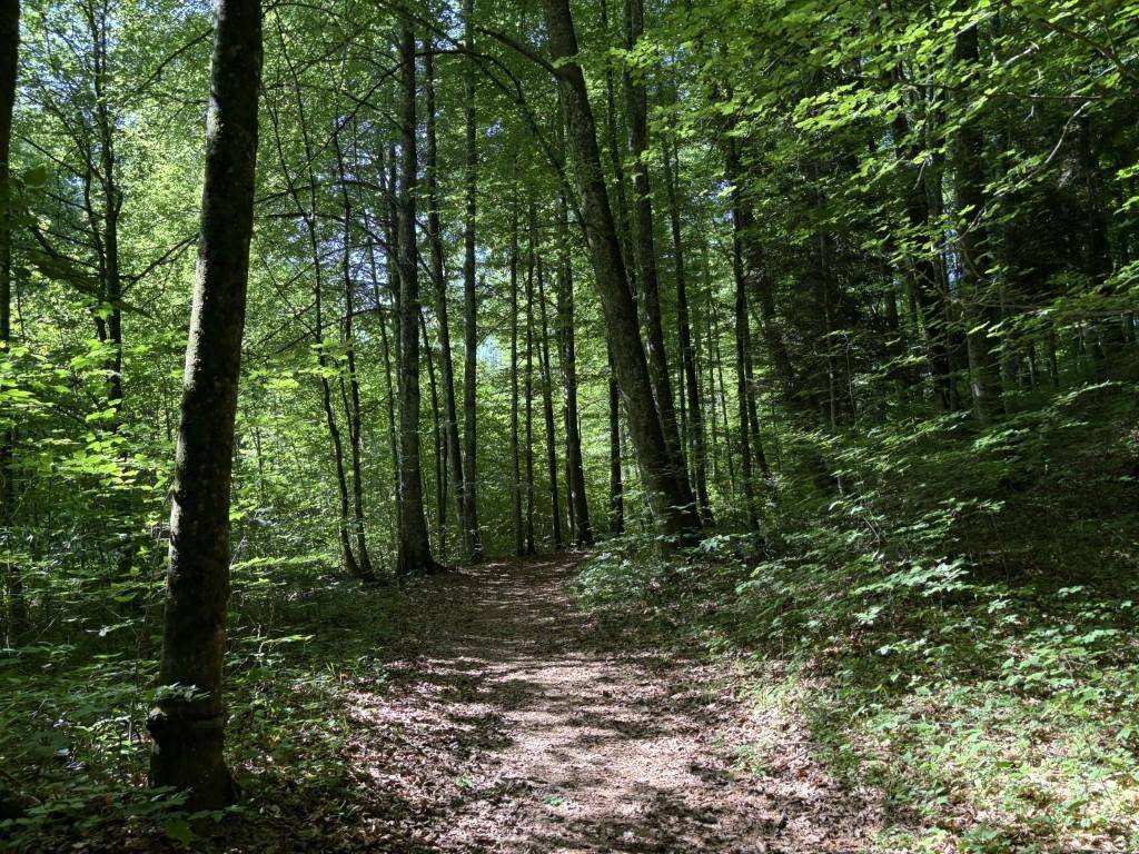 Sonnendurchfluteter Waldweg mit hohen Bäumen und dichtem Laubwerk.