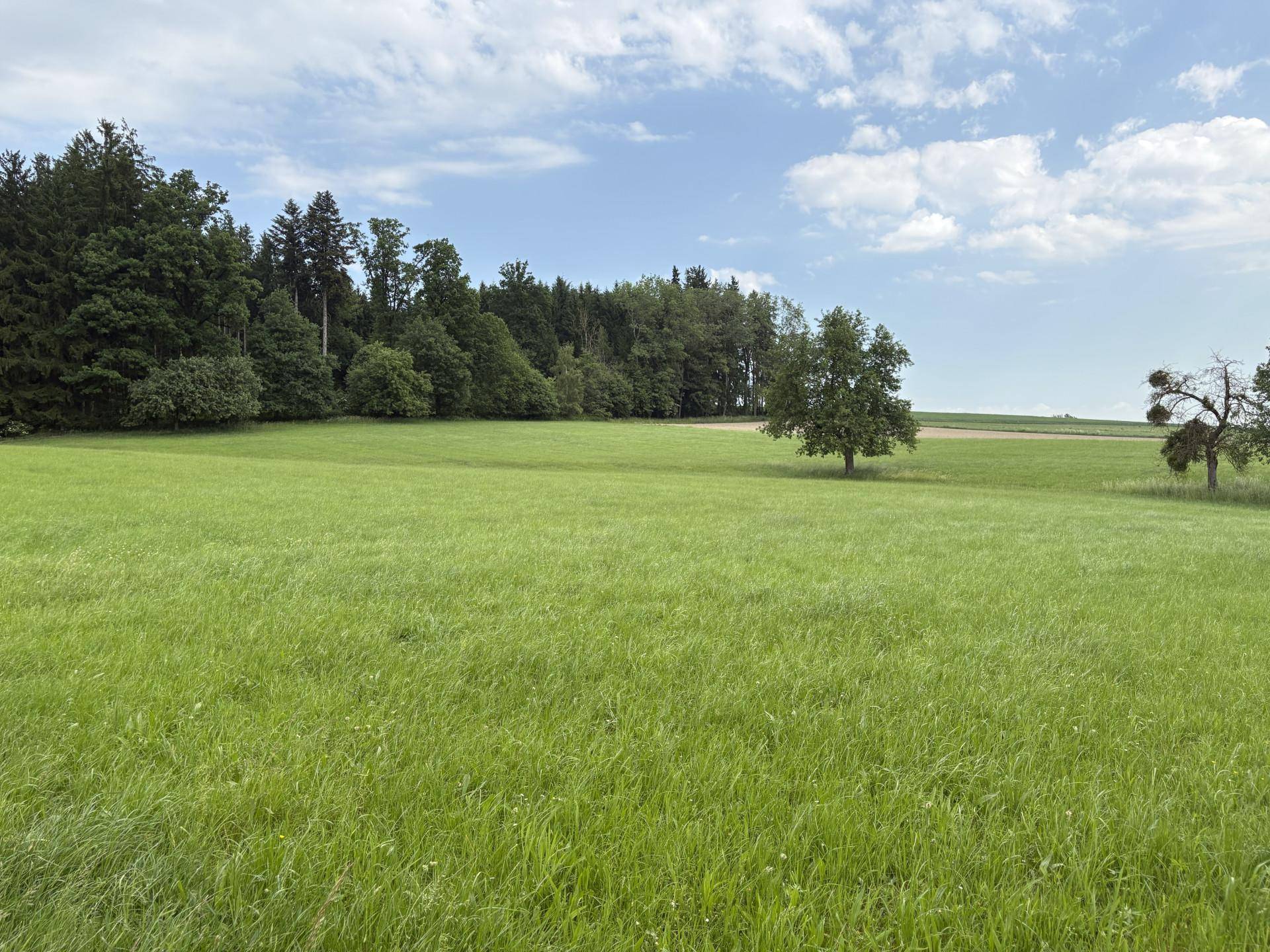 Weitläufige grüne Wiesenlandschaft mit vereinzelten Bäumen und einem Waldrand im Hintergrund.