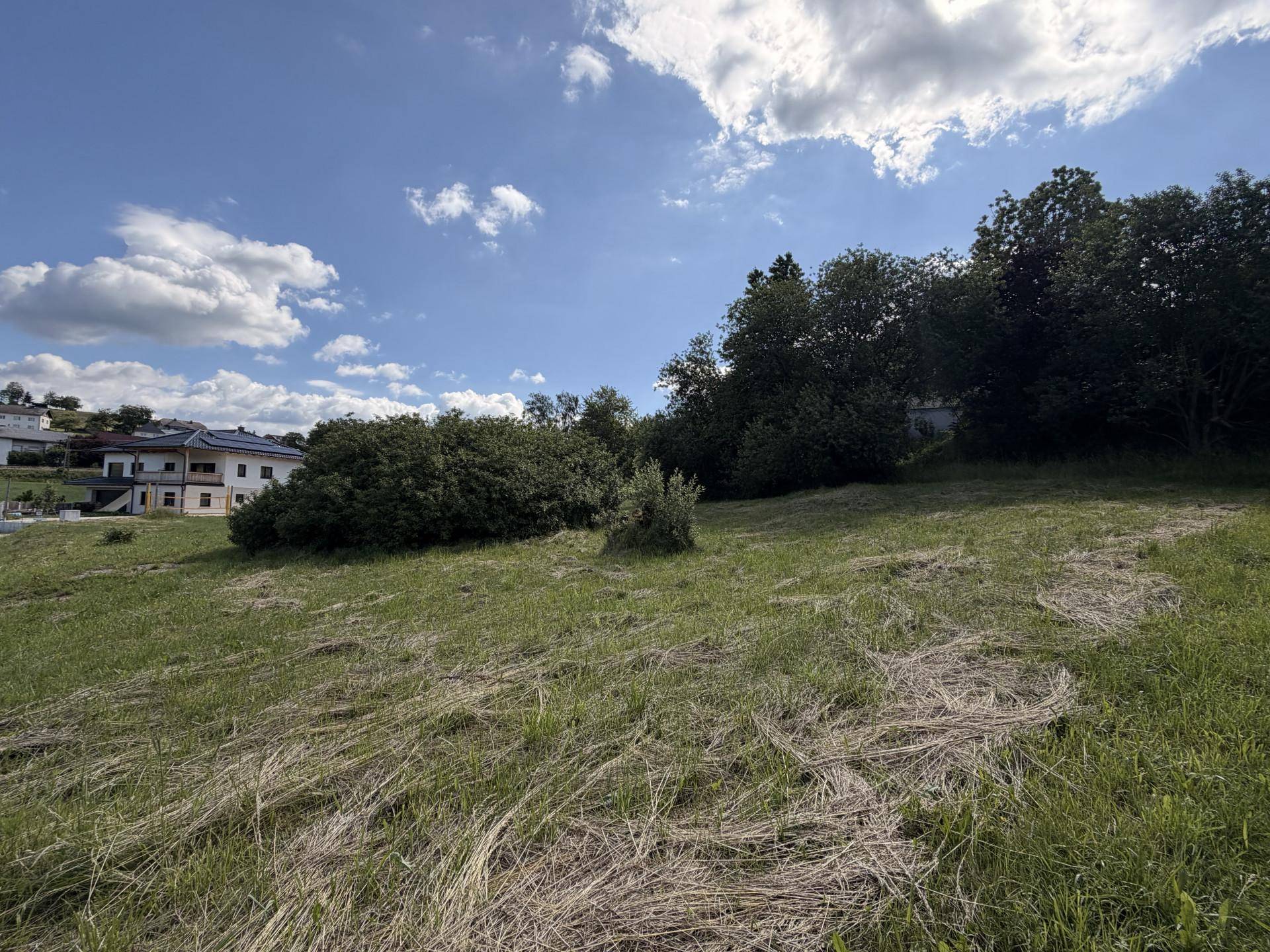 Grüne Wiese mit Bäumen im Hintergrund unter einem blauen Himmel mit weißen Wolken.