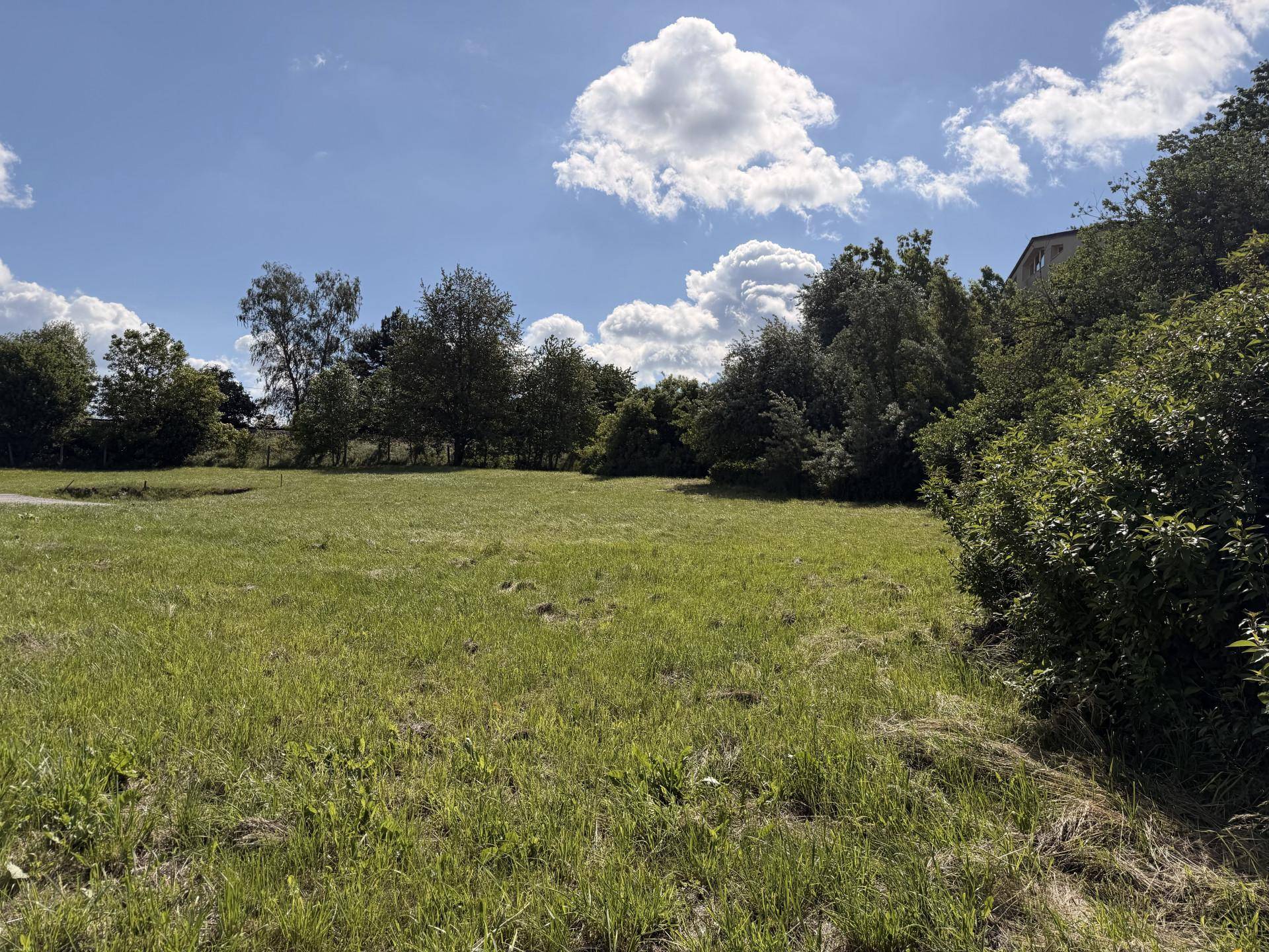 Offene Grünfläche mit Bäumen und Sträuchern unter einem strahlend blauen Himmel.