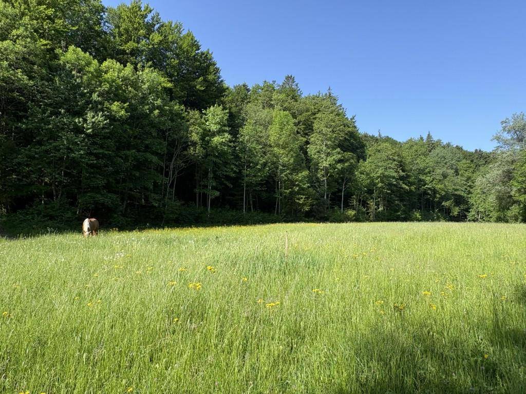 Weite grüne Wiese mit gelben Blumen, umgeben von dichtem Wald unter blauem Himmel.