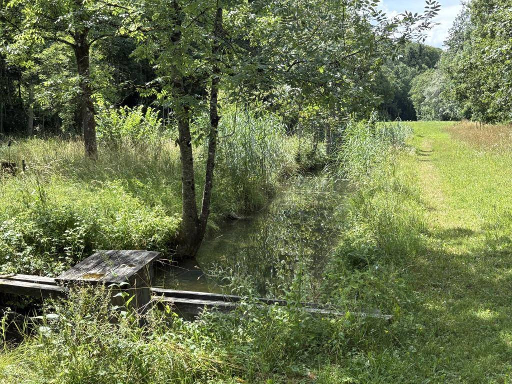 Kleiner Bachlauf in einer grünen Wiesenlandschaft, umgeben von Bäumen und Schilf.