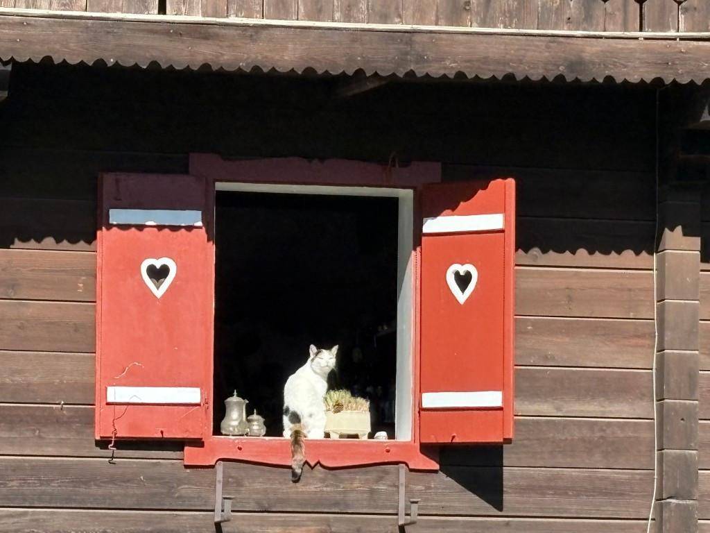Katze sitzt auf einer Fensterbank mit roten Fensterläden und Herzmotiven.