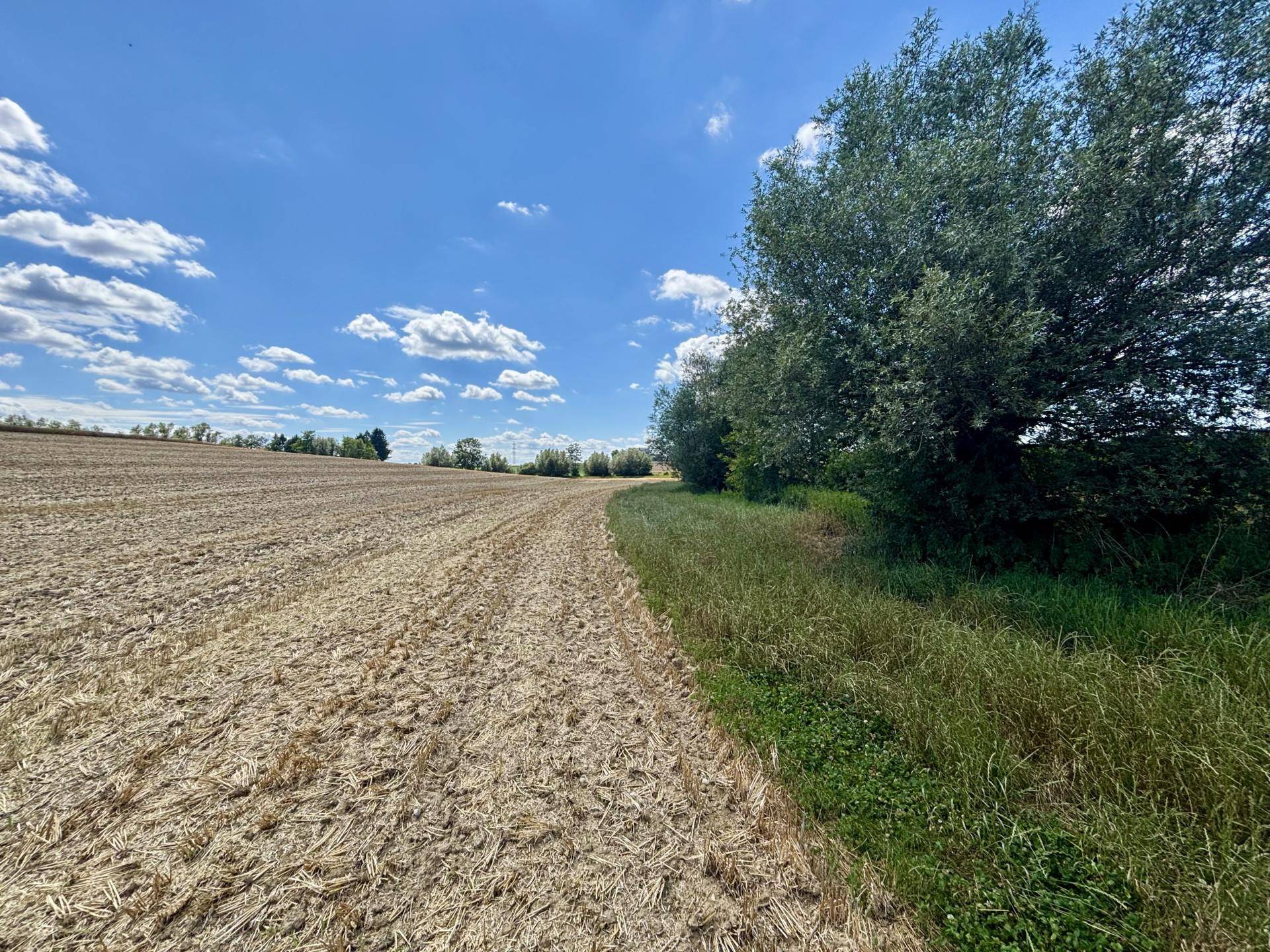 Abgeerntetes Feld neben einer Baumreihe unter strahlend blauem Himmel mit weißen Wolken.