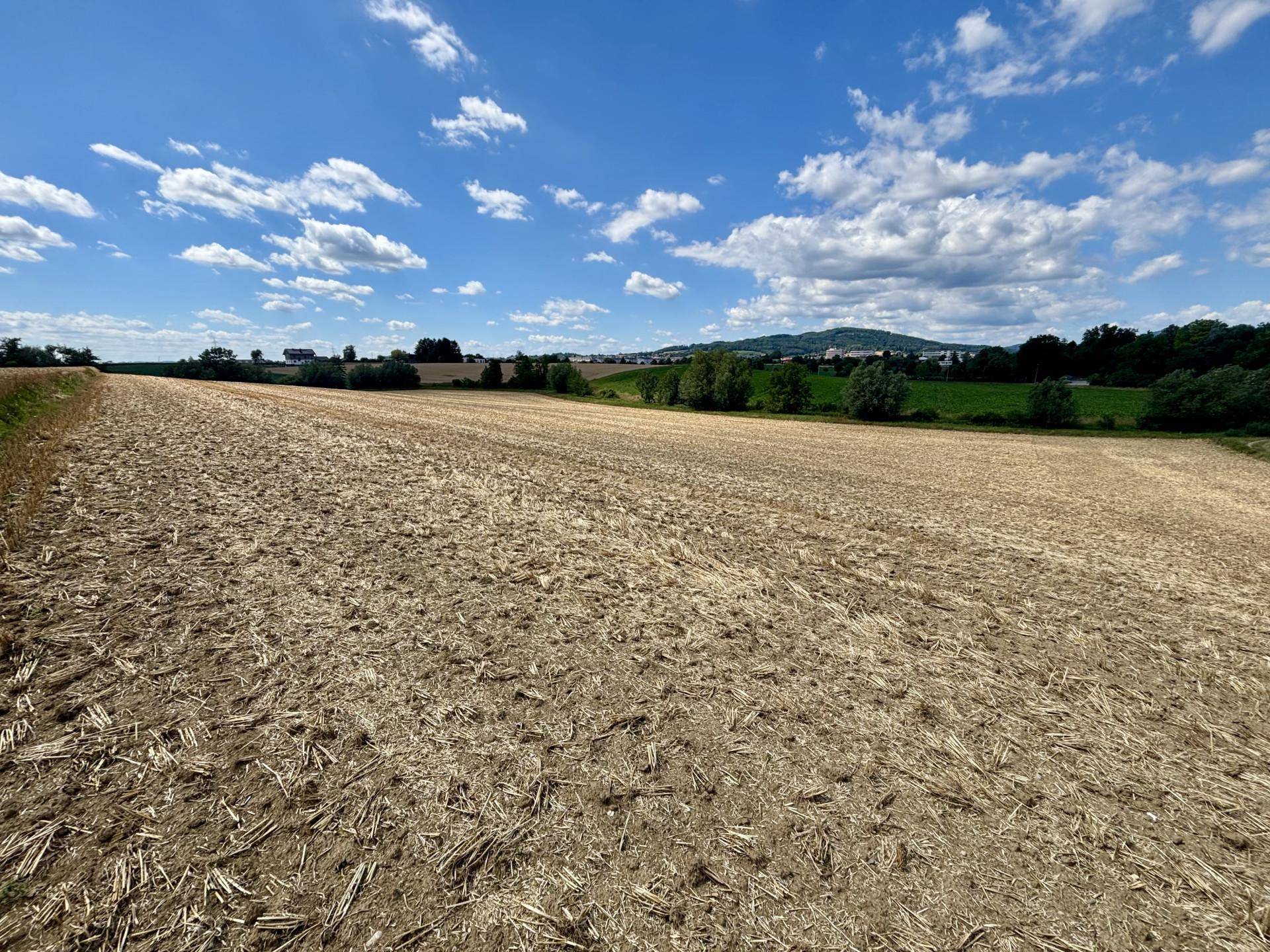 Abgeerntetes Feld erstreckt sich zu fernen grünen Hügeln unter einem hellblauen Himmel.