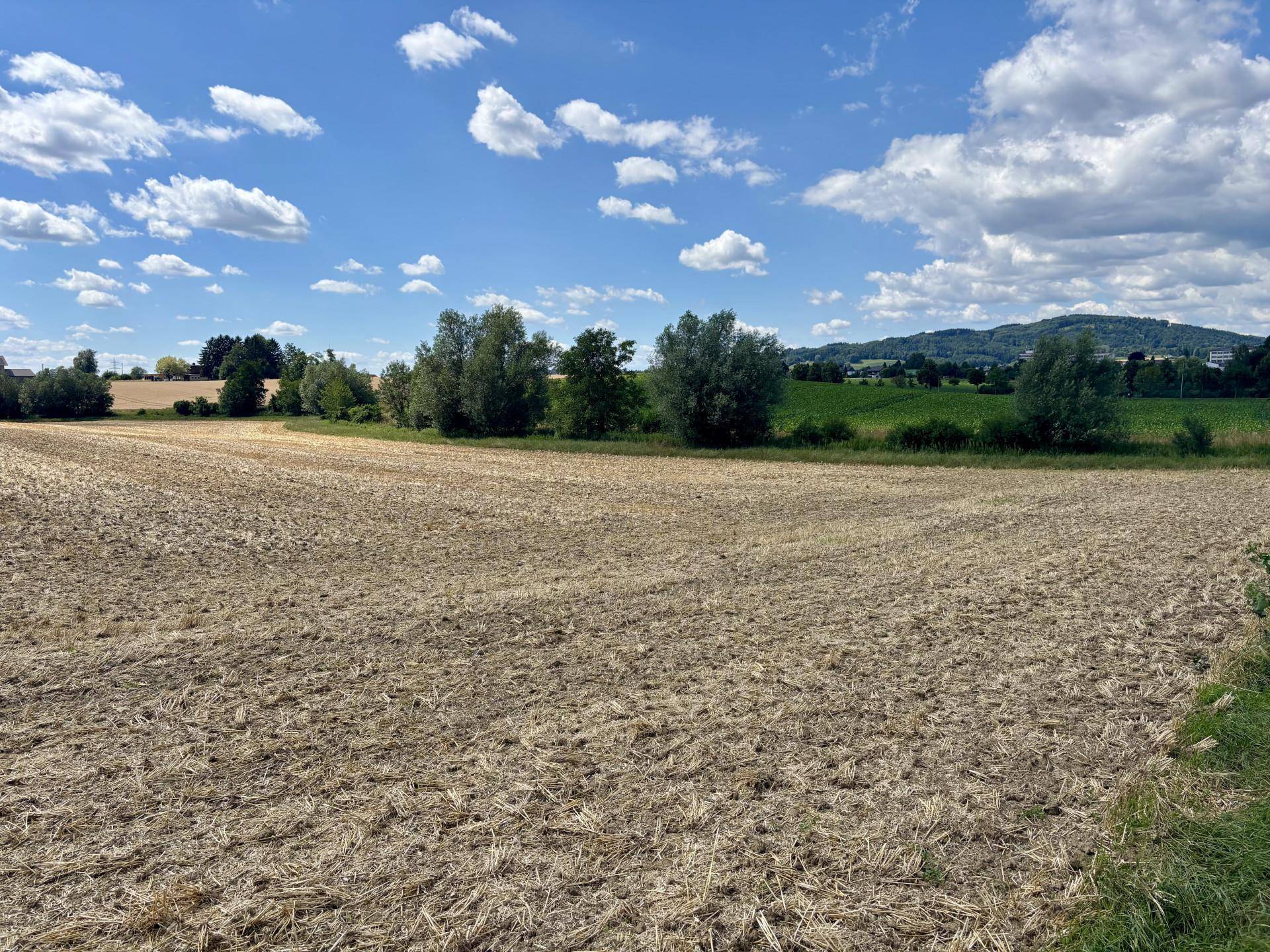 Abgeerntetes Feld mit einer Baumreihe im Mittelgrund und grünen Hügeln in der Ferne.