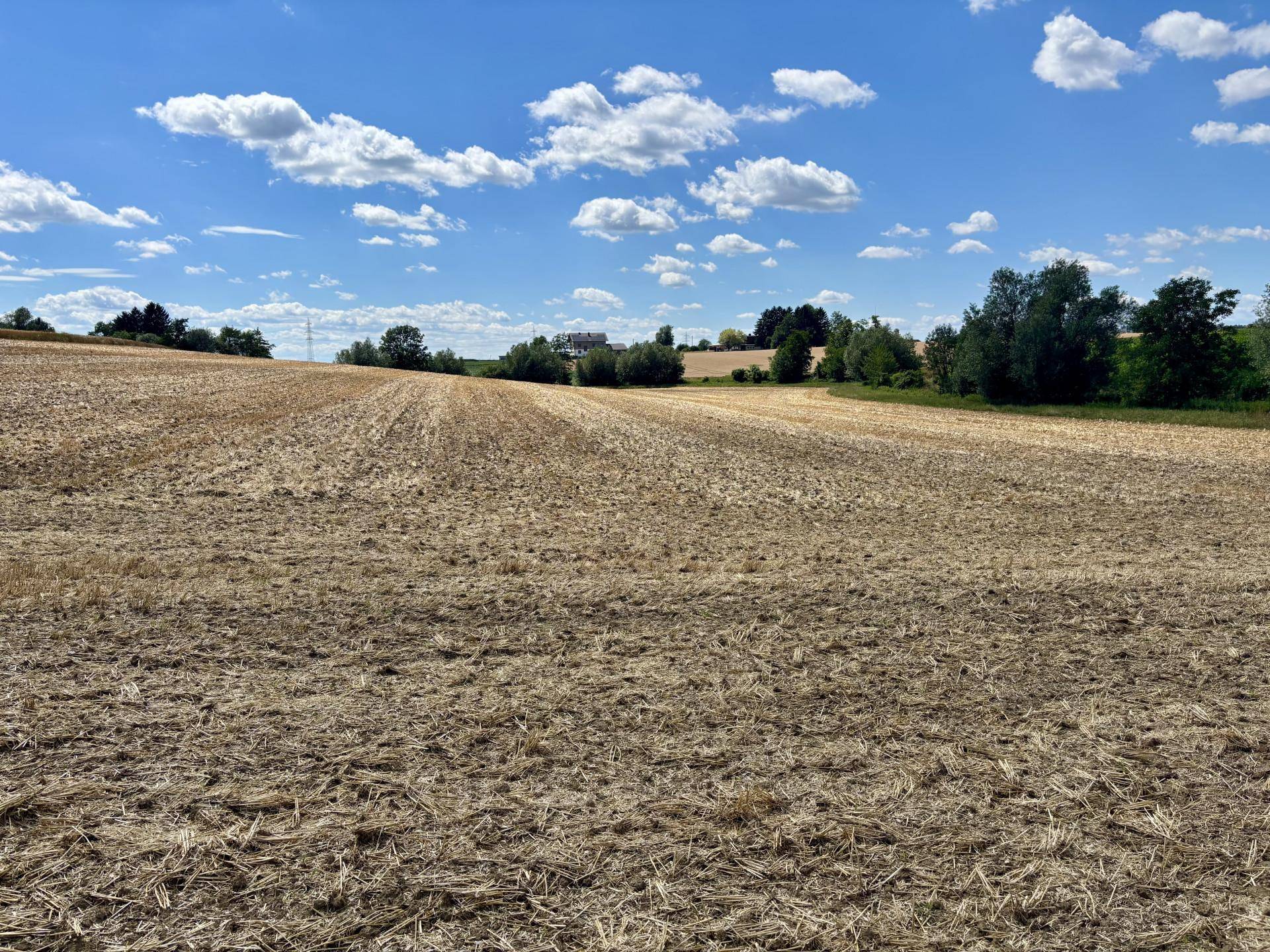 Weites abgeerntetes Feld unter blauem Himmel, mit fernen Bäumen und einem Haus auf einem Hügel.