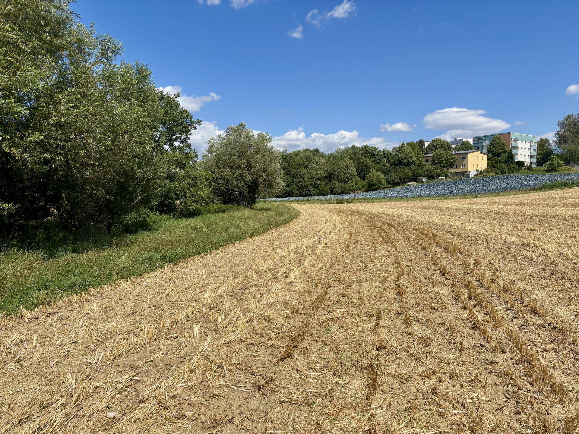 Abgeerntetes Feld grenzt an eine Grünfläche mit Bäumen und fernen Gebäuden unter blauem Himmel.