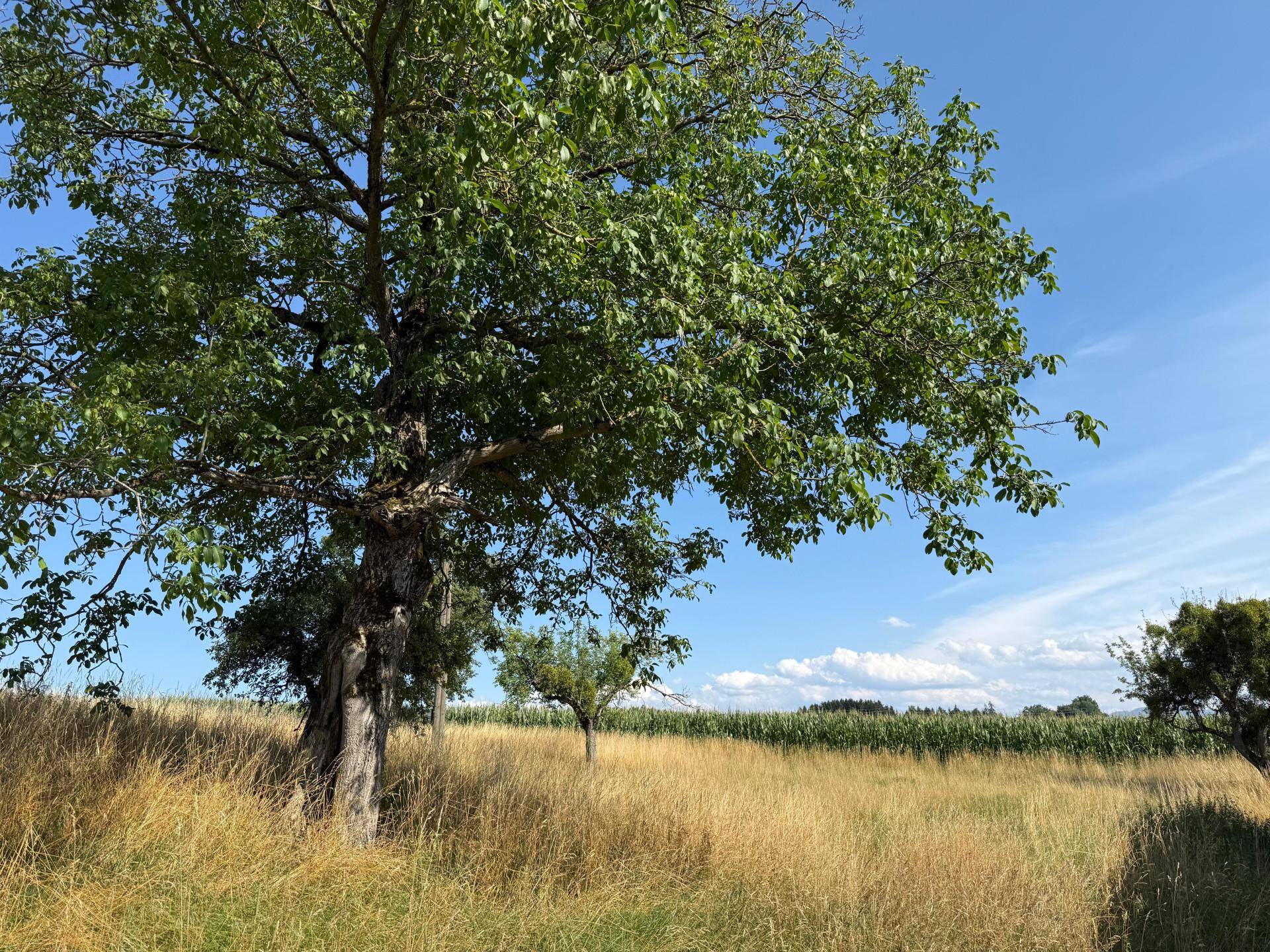 Alter, majestätischer Baum auf einem Feld mit weitem Blick auf die umliegende Landschaft und Ackerflächen.