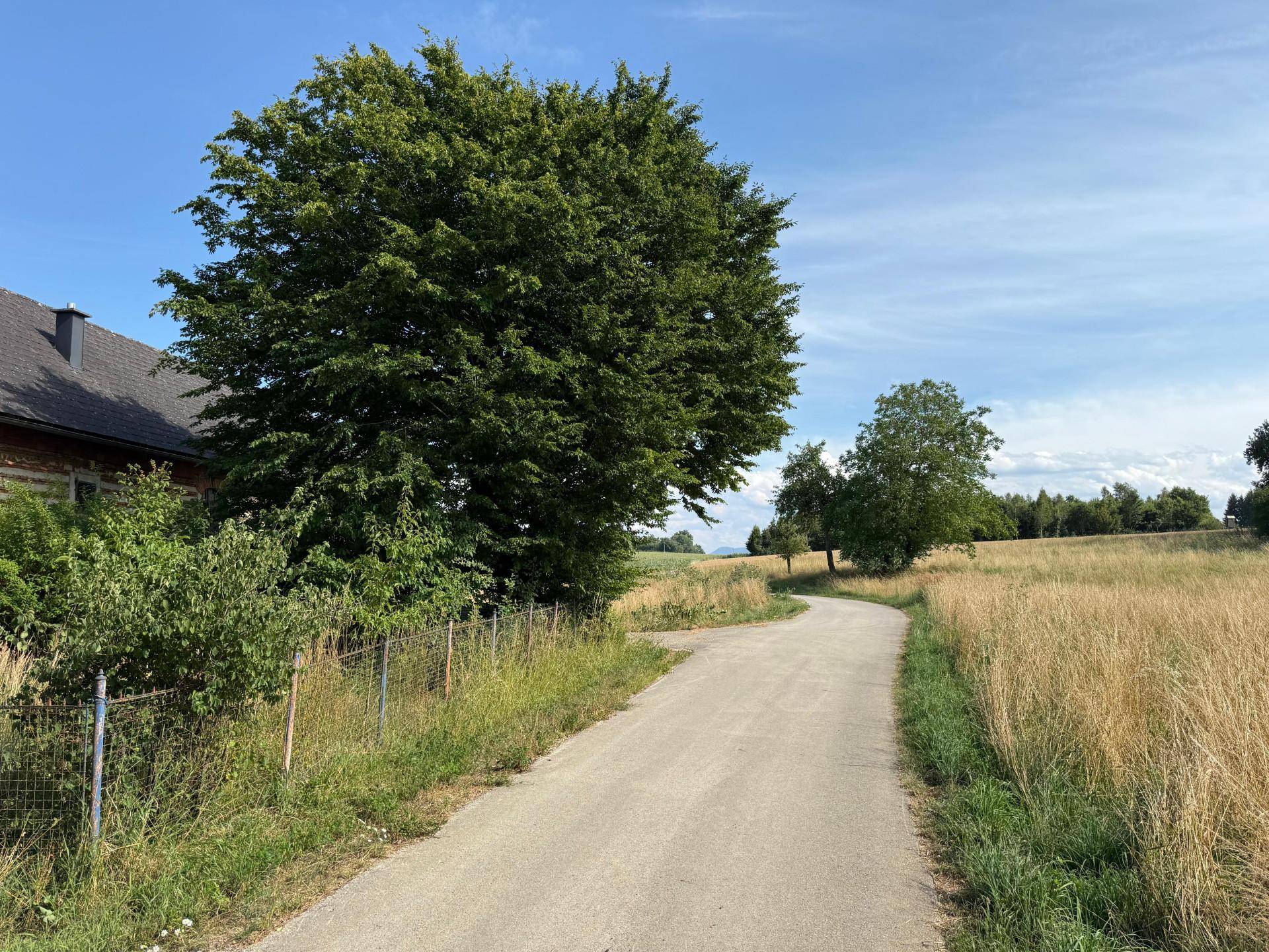 Landstraße führt an einem großen Baum und dem historischen Gebäude vorbei, umgeben von Feldern.