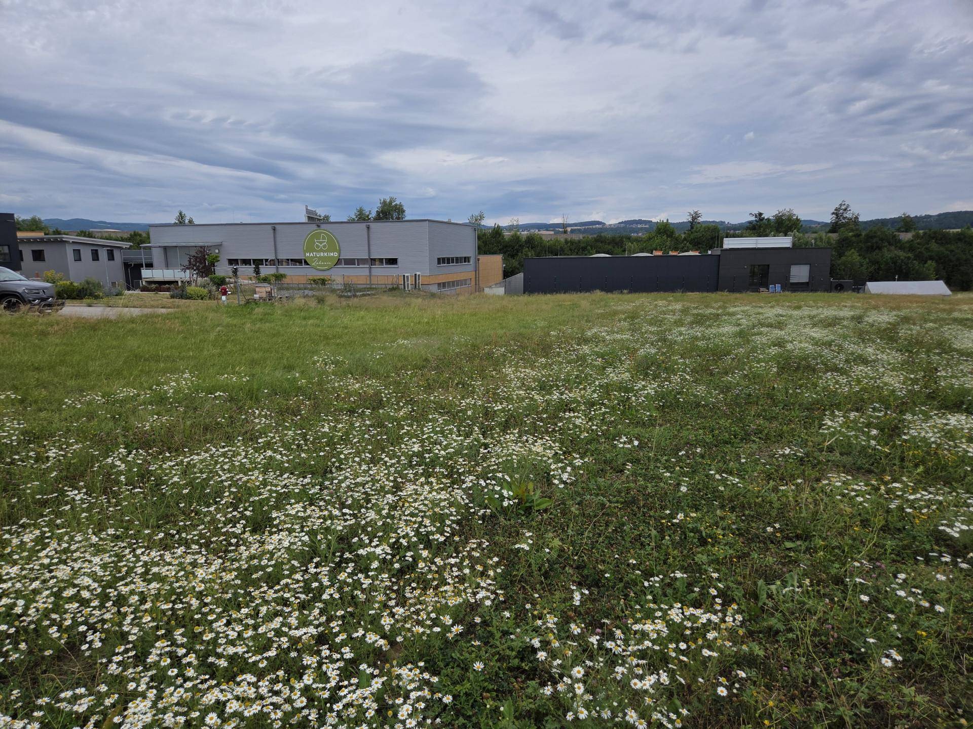 Wiesenlandschaft mit weißen Blüten im Vordergrund und Gewerbebauten sowie einem teilweise sichtbaren Auto im Hintergrund.
