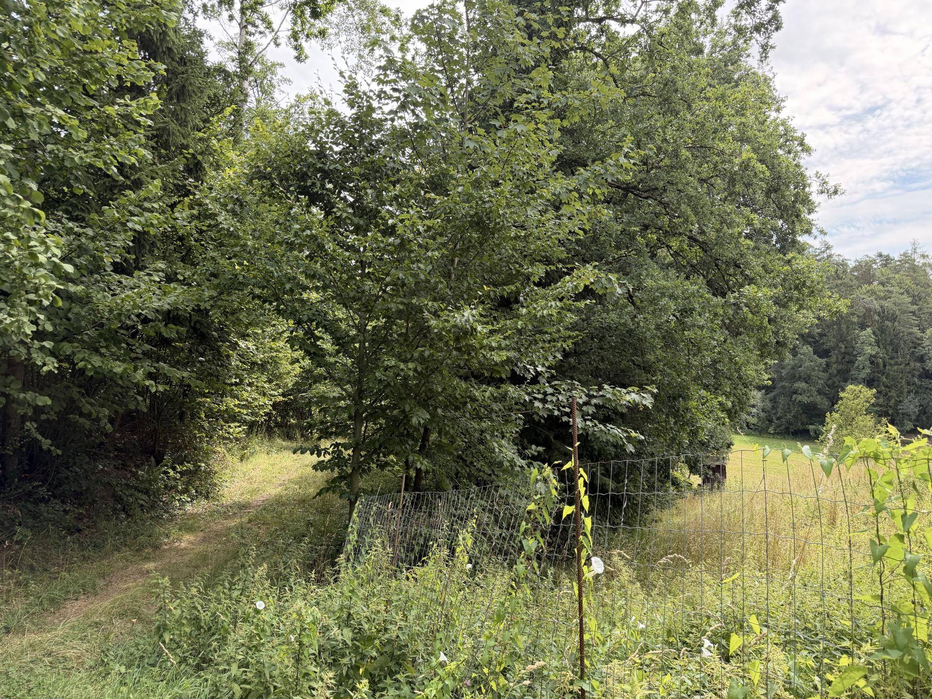 Dichter Baumbestand und grüne Vegetation am Rande eines Feldes.