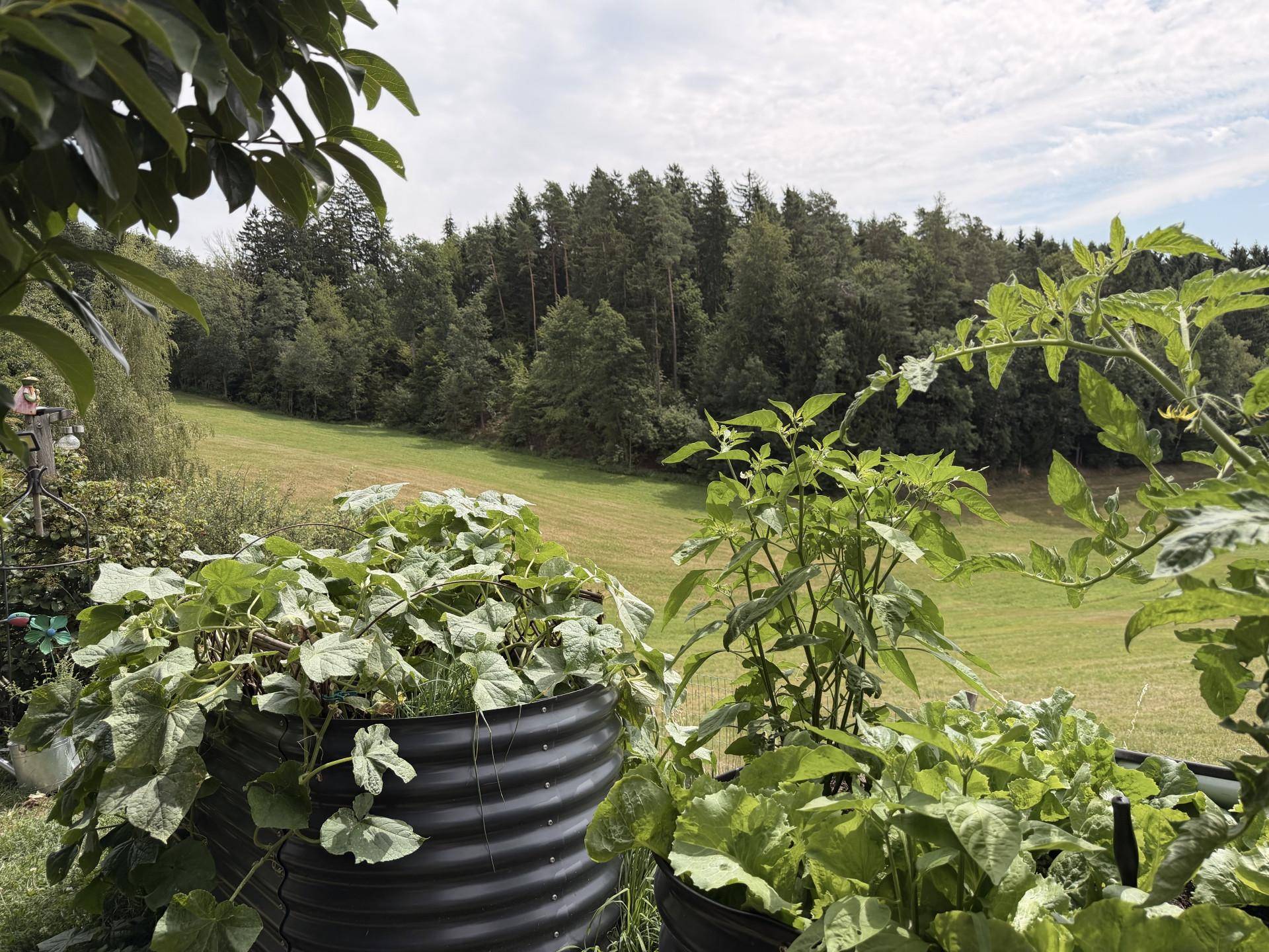 Hochbeete mit Gemüsepflanzen und weitem Blick über grüne Felder und Wälder.