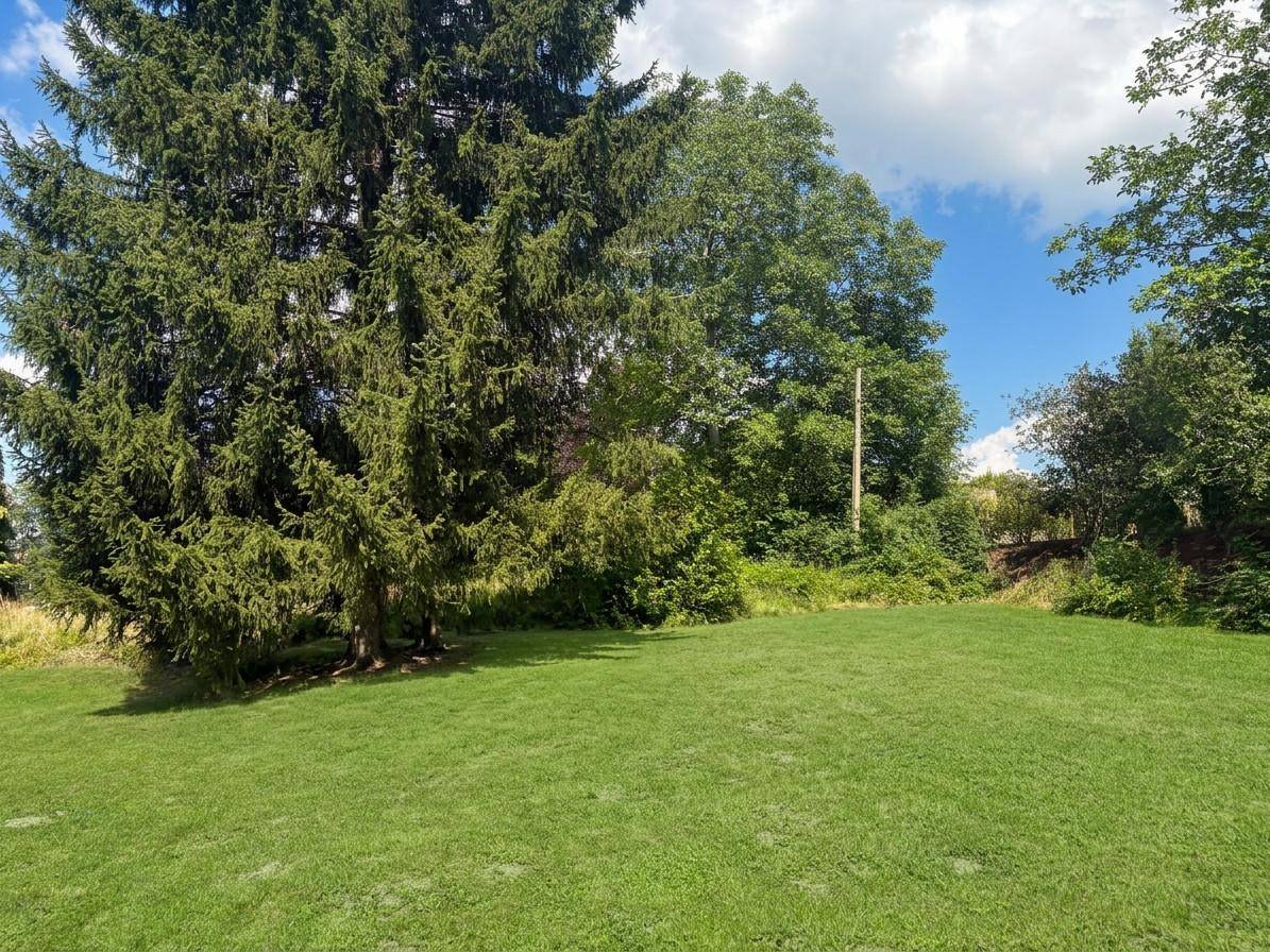 Großer, gepflegter Gartenbereich mit altem Nadelbaum und viel Grünfläche.