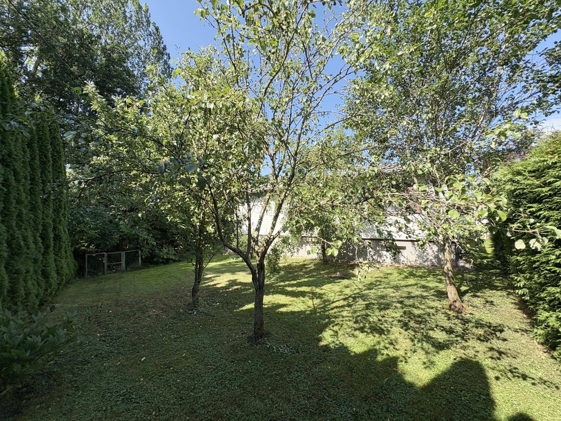 Idyllischer Gartenbereich mit mehreren Obstbäumen und viel Grün unter strahlend blauem Himmel.