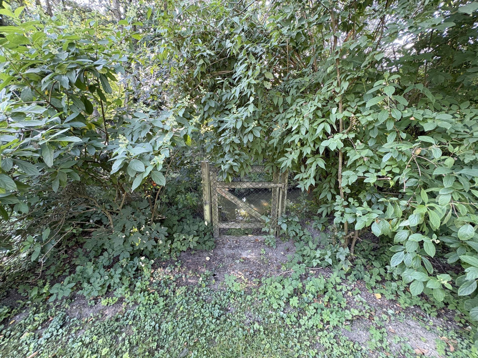 Kleines Holztor, versteckt in dichtem Buschwerk und üppiger grüner Vegetation.