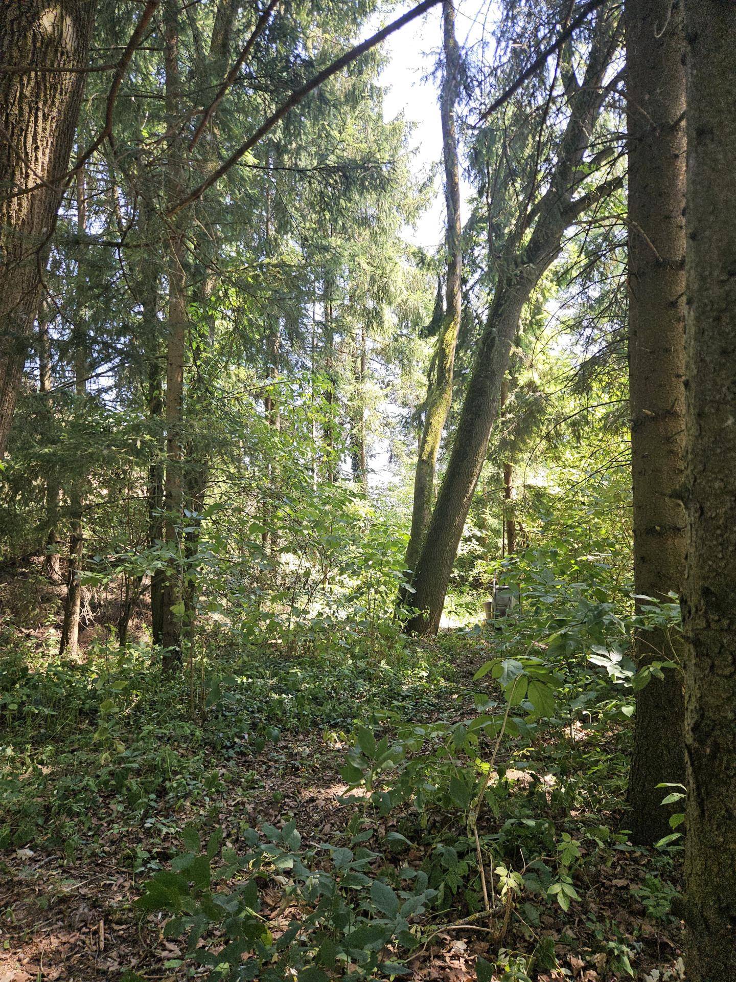 "Waldbereich"