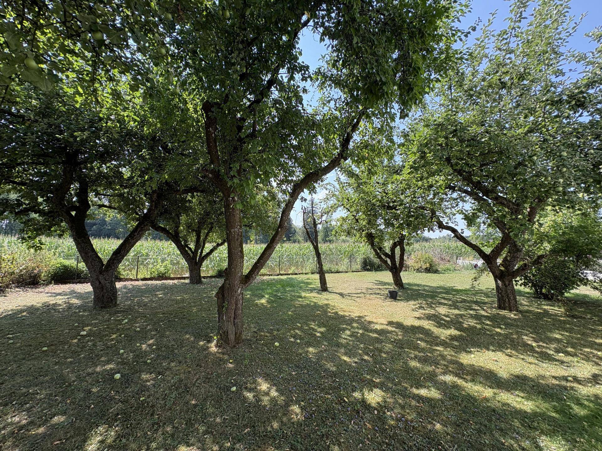 Idyllischer Gartenbereich mit mehreren Obstbäumen, Rasenfläche und viel Schatten an einem sonnigen Tag.
