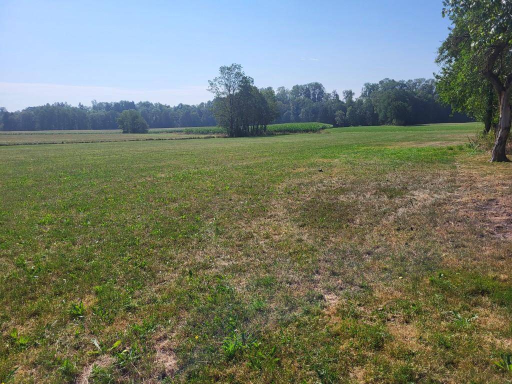 Weite grüne Wiesenlandschaft mit vereinzelten Bäumen und Wald im Hintergrund.