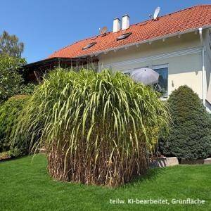 Große Ziergrasstaude im gepflegten Garten vor dem Haus unter blauem Himmel.