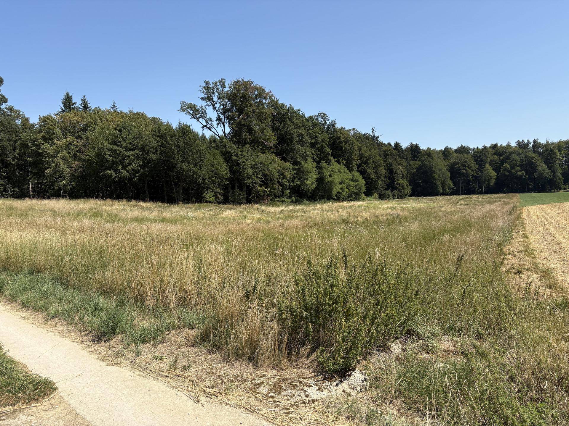 Grüne Wiese mit hohem Gras und einem Waldrand im Hintergrund unter strahlend blauem Himmel.