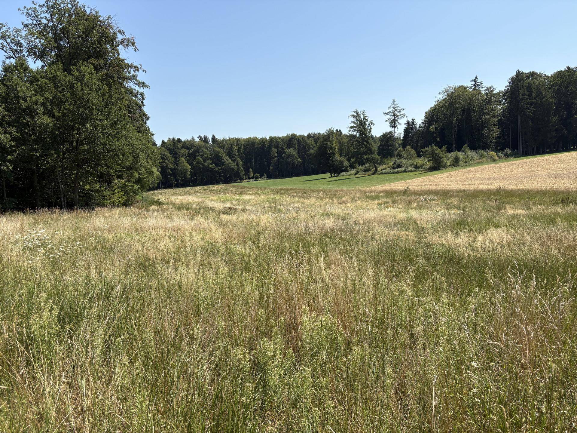 Weite grüne Wiese mit hohem Gras, umgeben von dichtem Wald unter klarem Sommerhimmel.