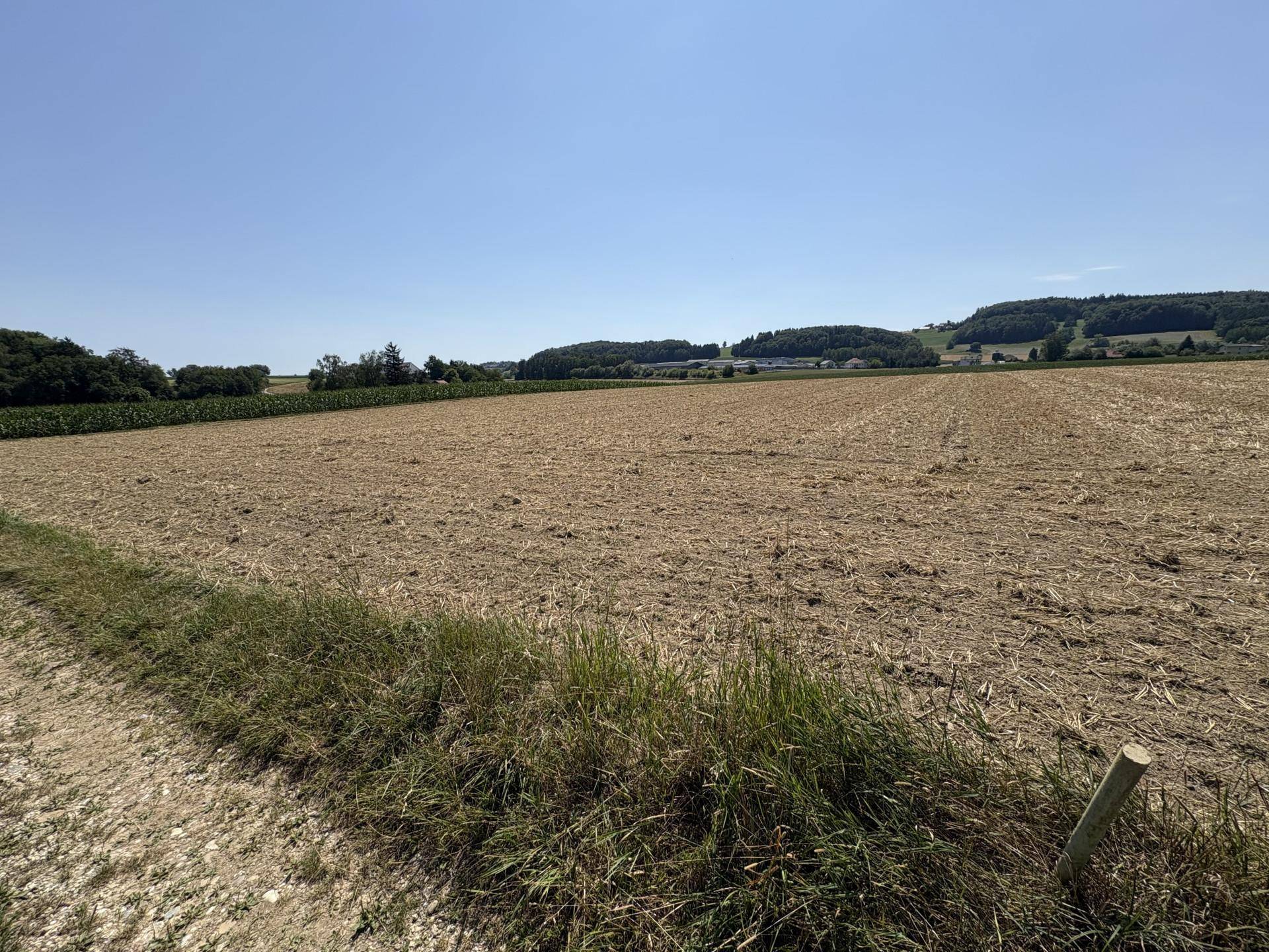 Abgeerntetes Feld mit einem Feldweg und hügeliger Landschaft mit Wald in der Ferne.