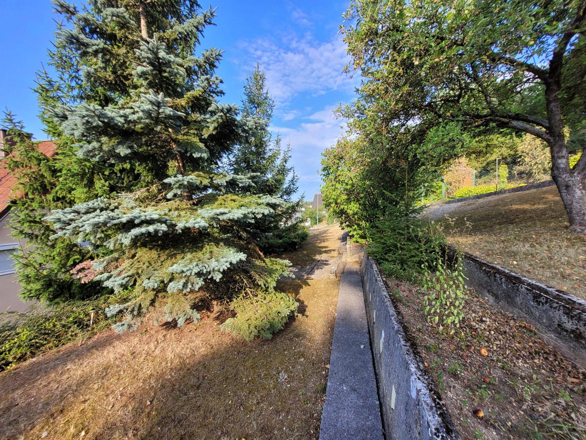 Schmaler Weg zwischen hohen Bäumen und einer Betonmauer in einem sonnigen Gartenbereich.