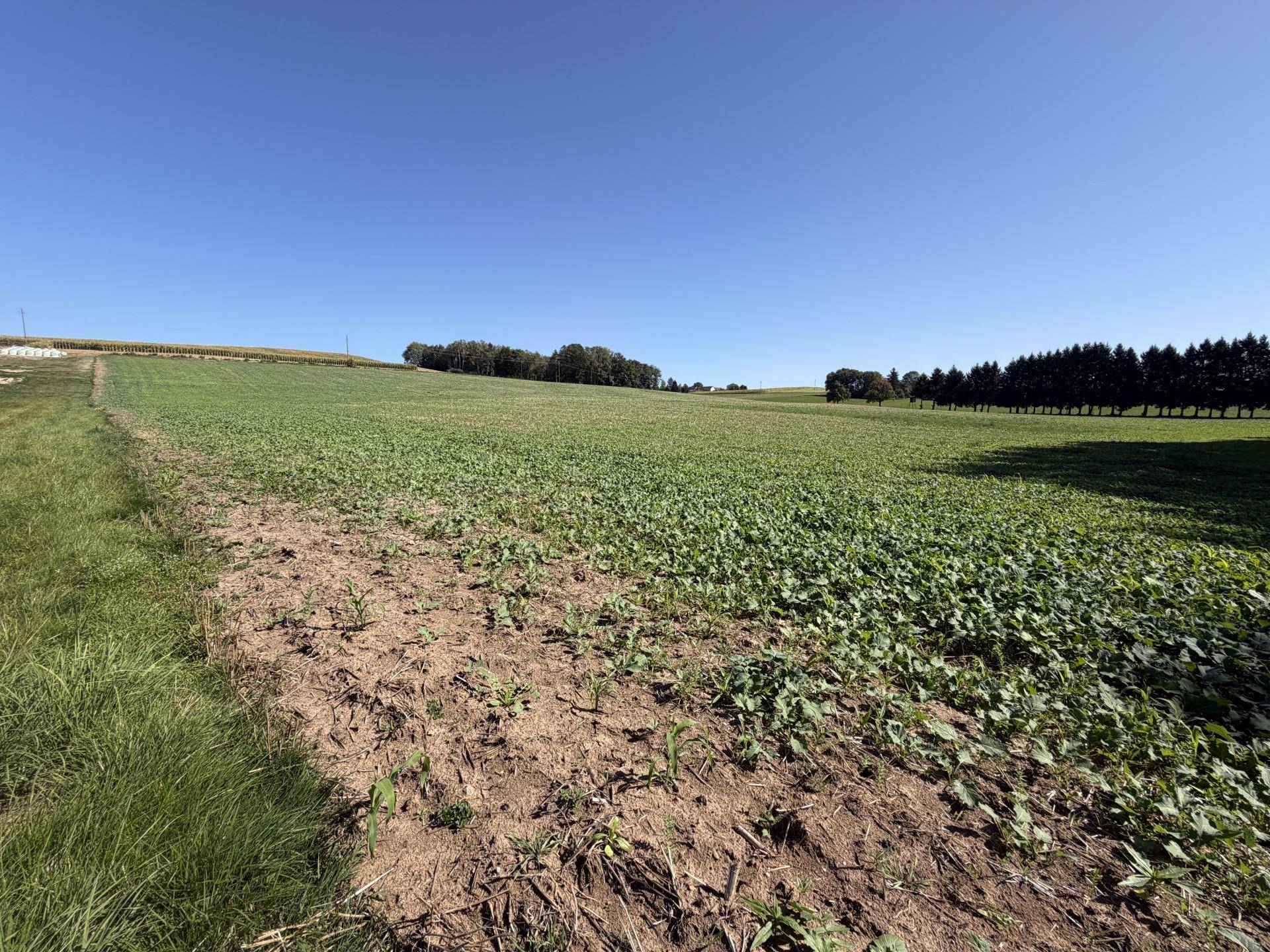 Ackerland mit jungen Pflanzen und einer Baumreihe am Horizont unter strahlend blauem Himmel.