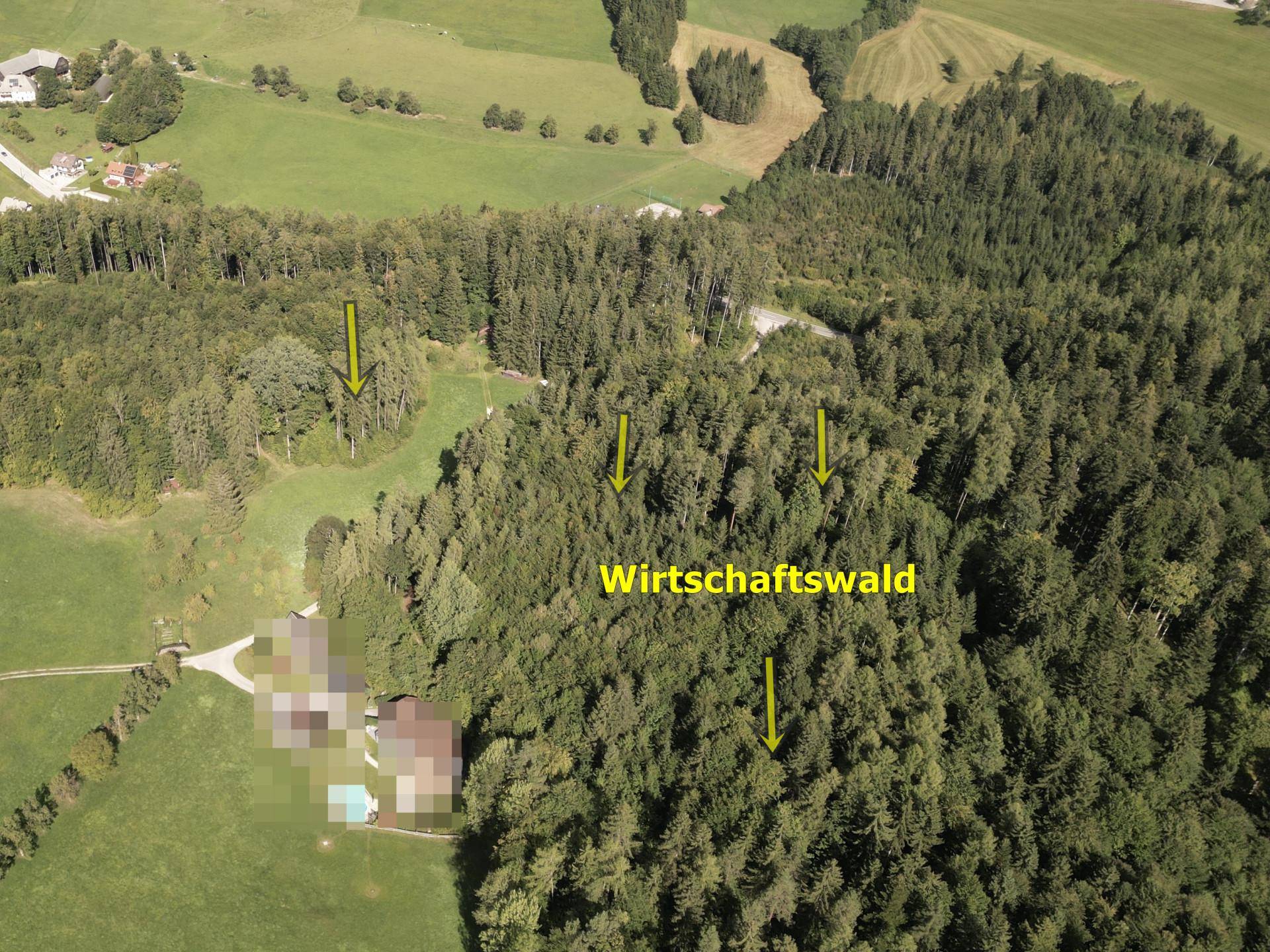 Wirtschaftswald Drohnenfoto