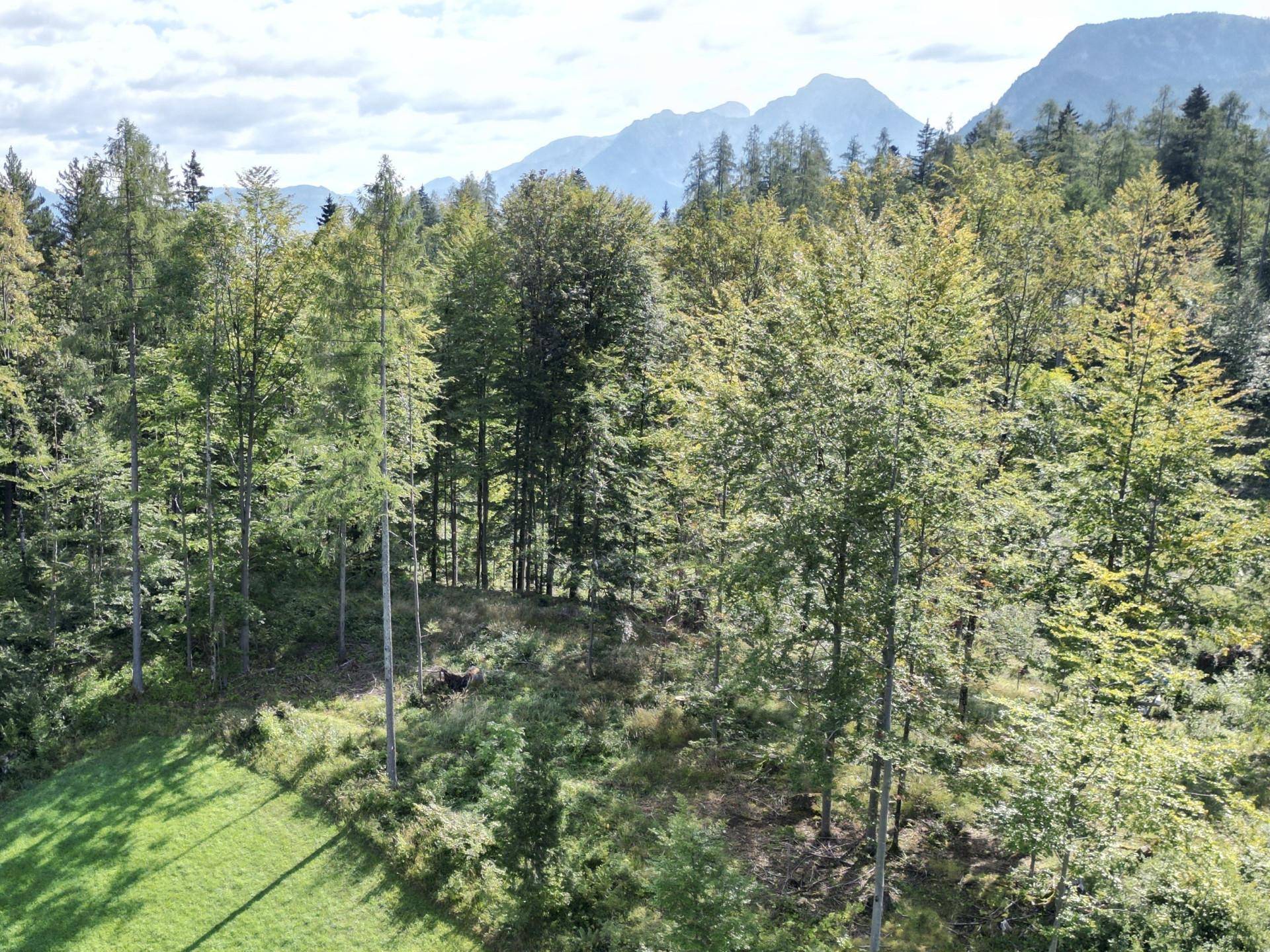 Laubholz am Waldrand