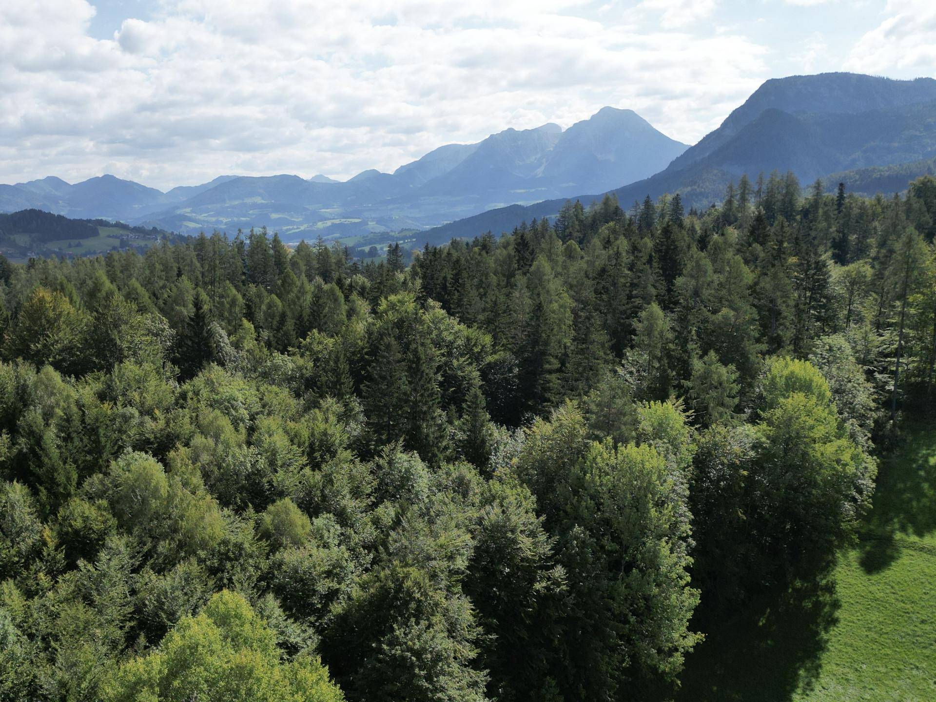 Mischwald Drohnenfo
