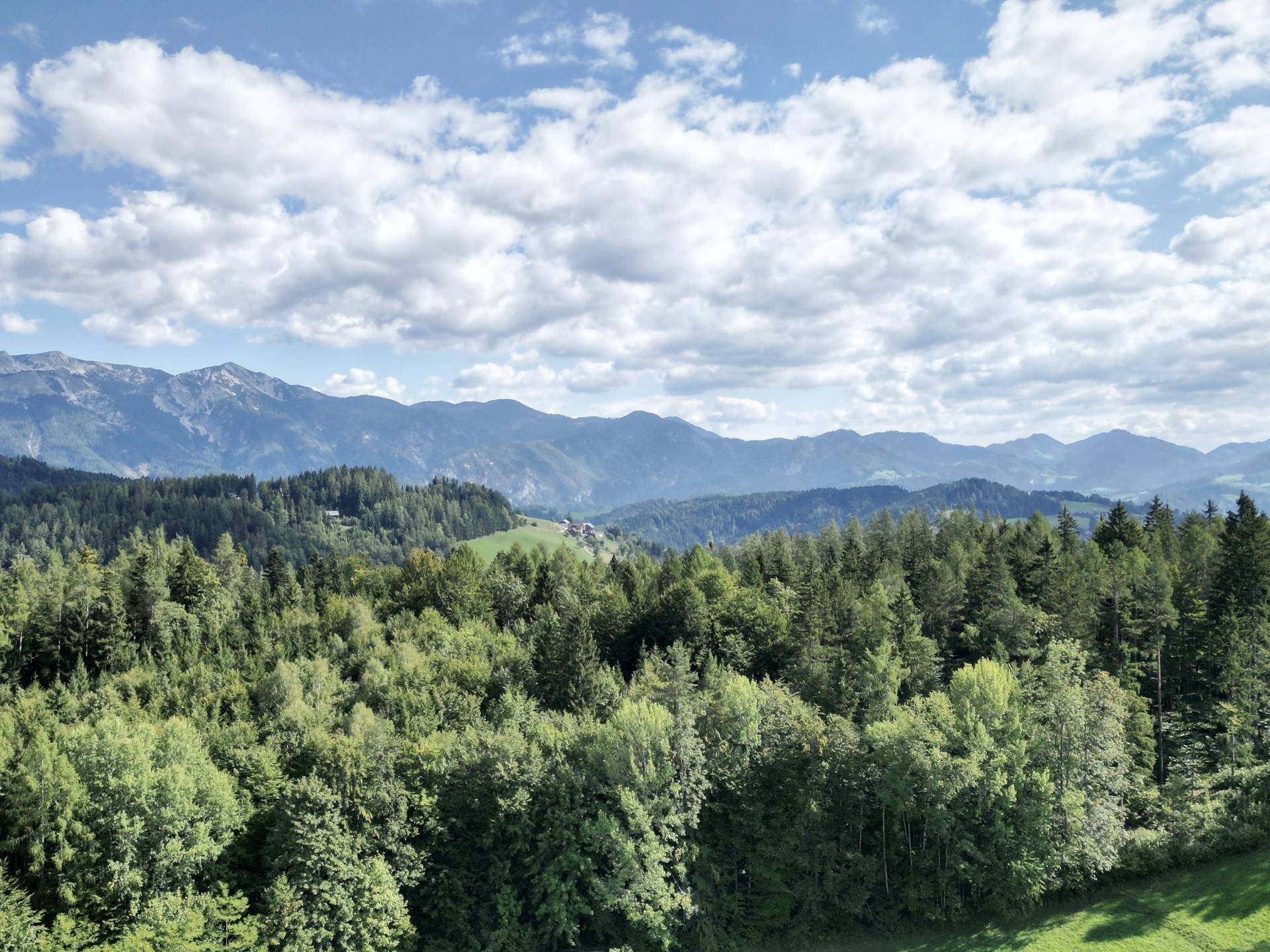 Mischwald Drohnenfoto