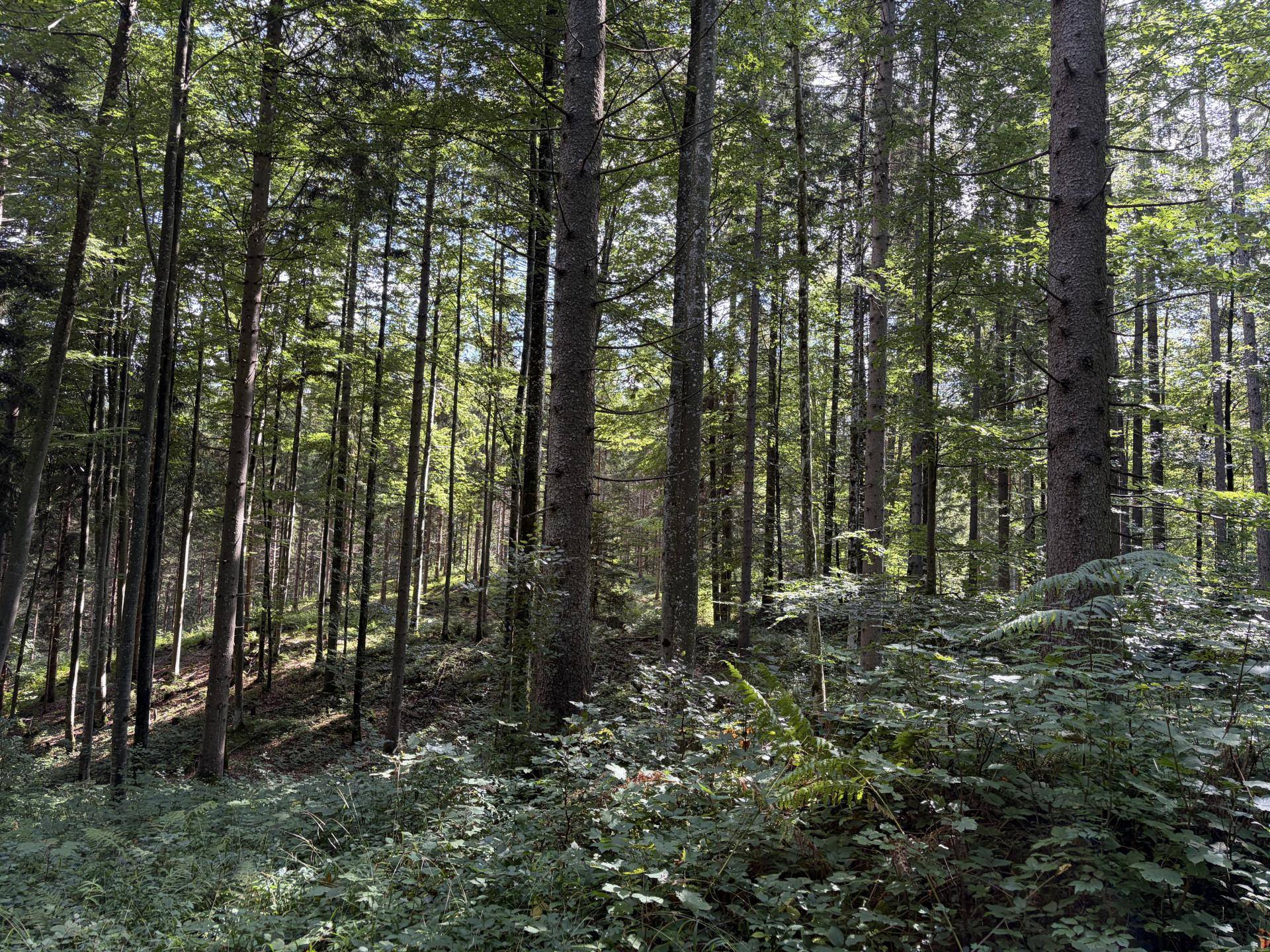 Mischwald