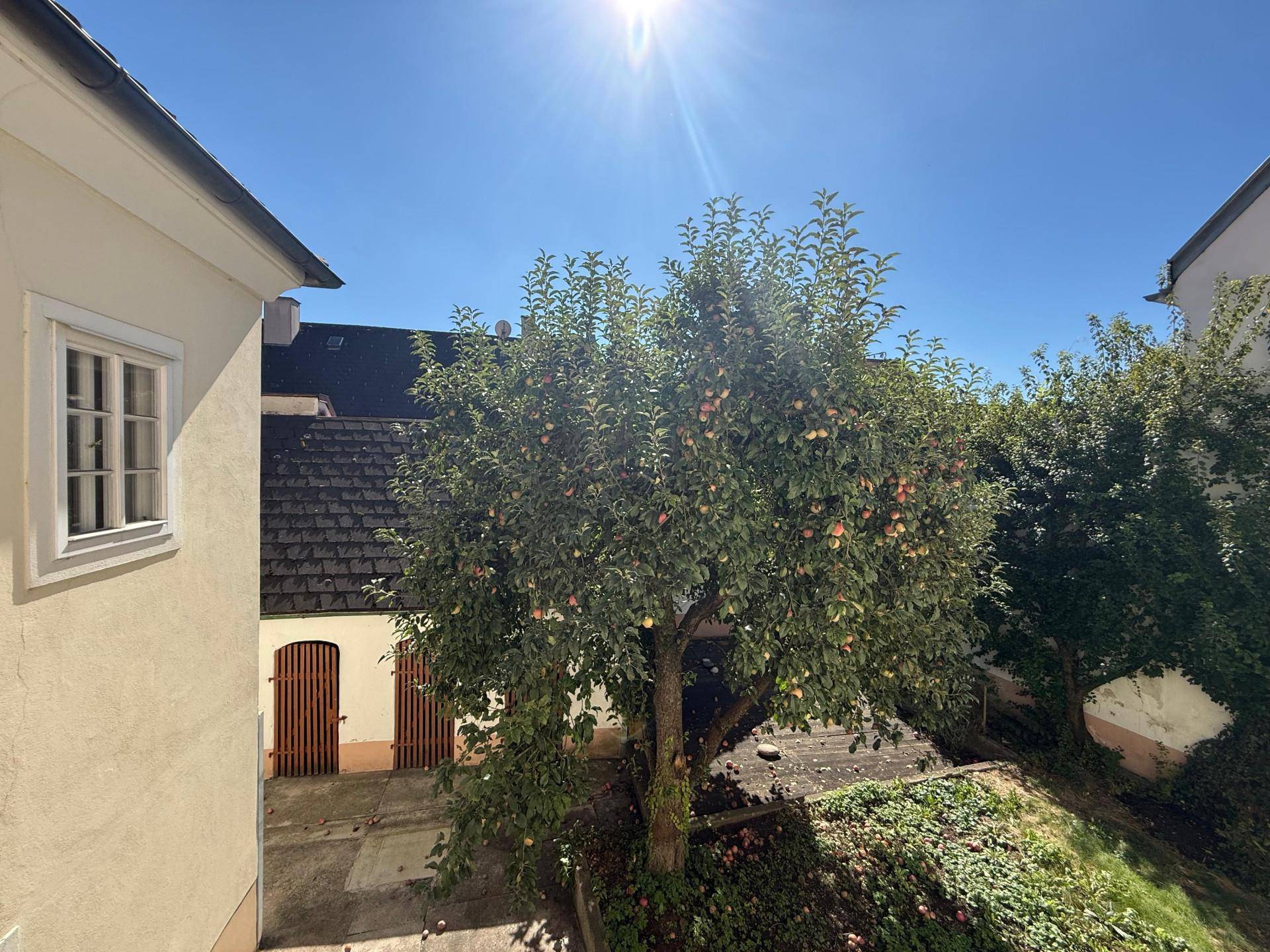 Blick auf den grünen Innenhof mit Apfelbaum und Nebengebäuden unter blauem Himmel.