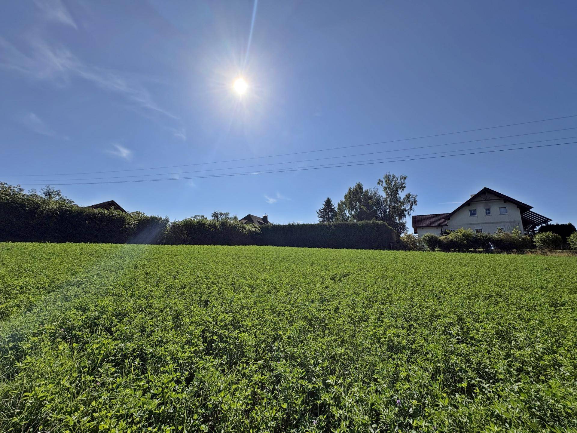Weitläufiges grünes Feld mit Häusern und Hecken im Hintergrund an einem strahlend sonnigen Tag.