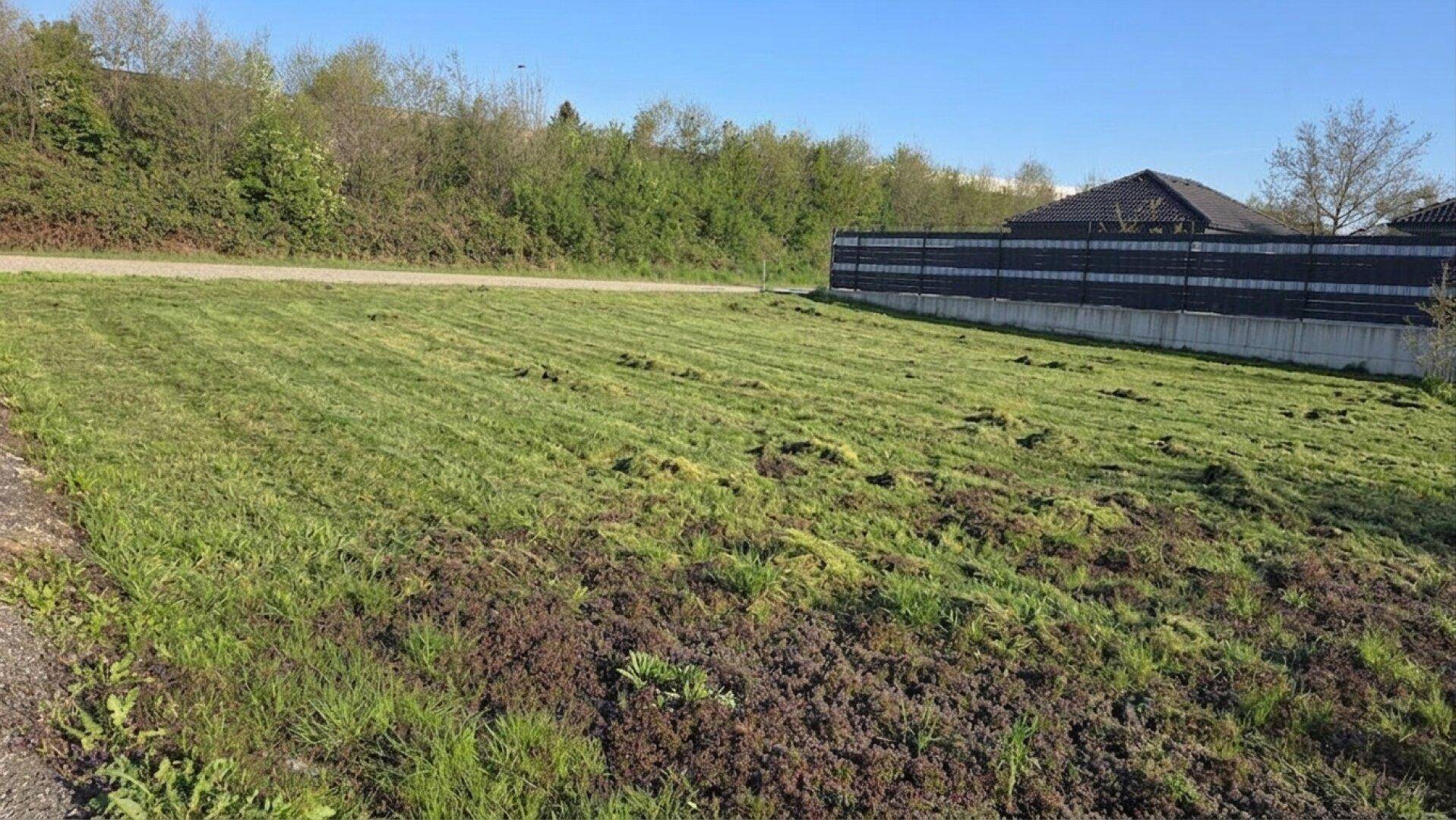 Ungepflegte Rasenfläche mit Büschen und einem Zaun im Hintergrund unter einem klaren blauen Himmel.
