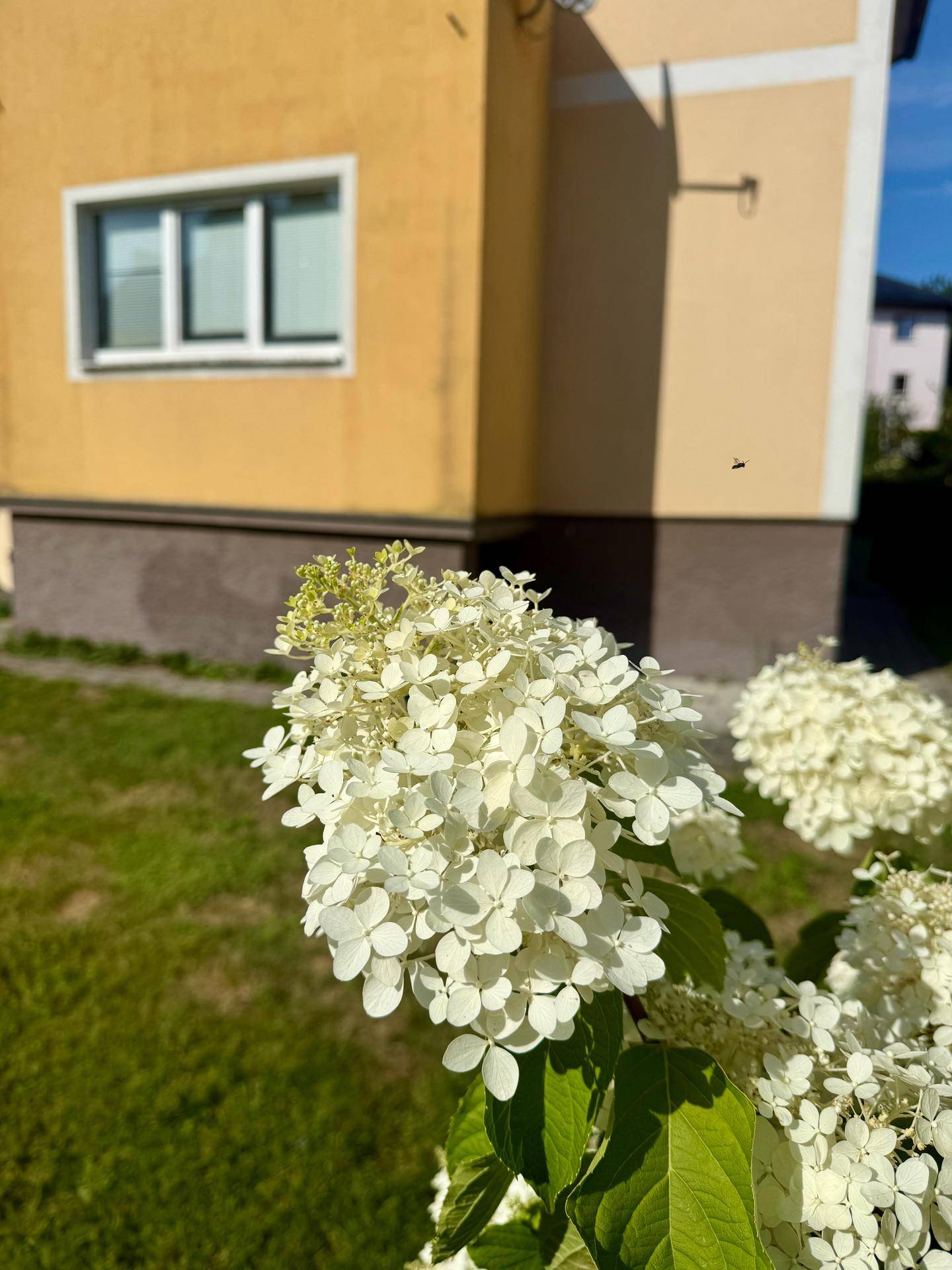 Weiße Hortensien blühen im sonnigen Garten vor einem Haus mit gelber Fassade.