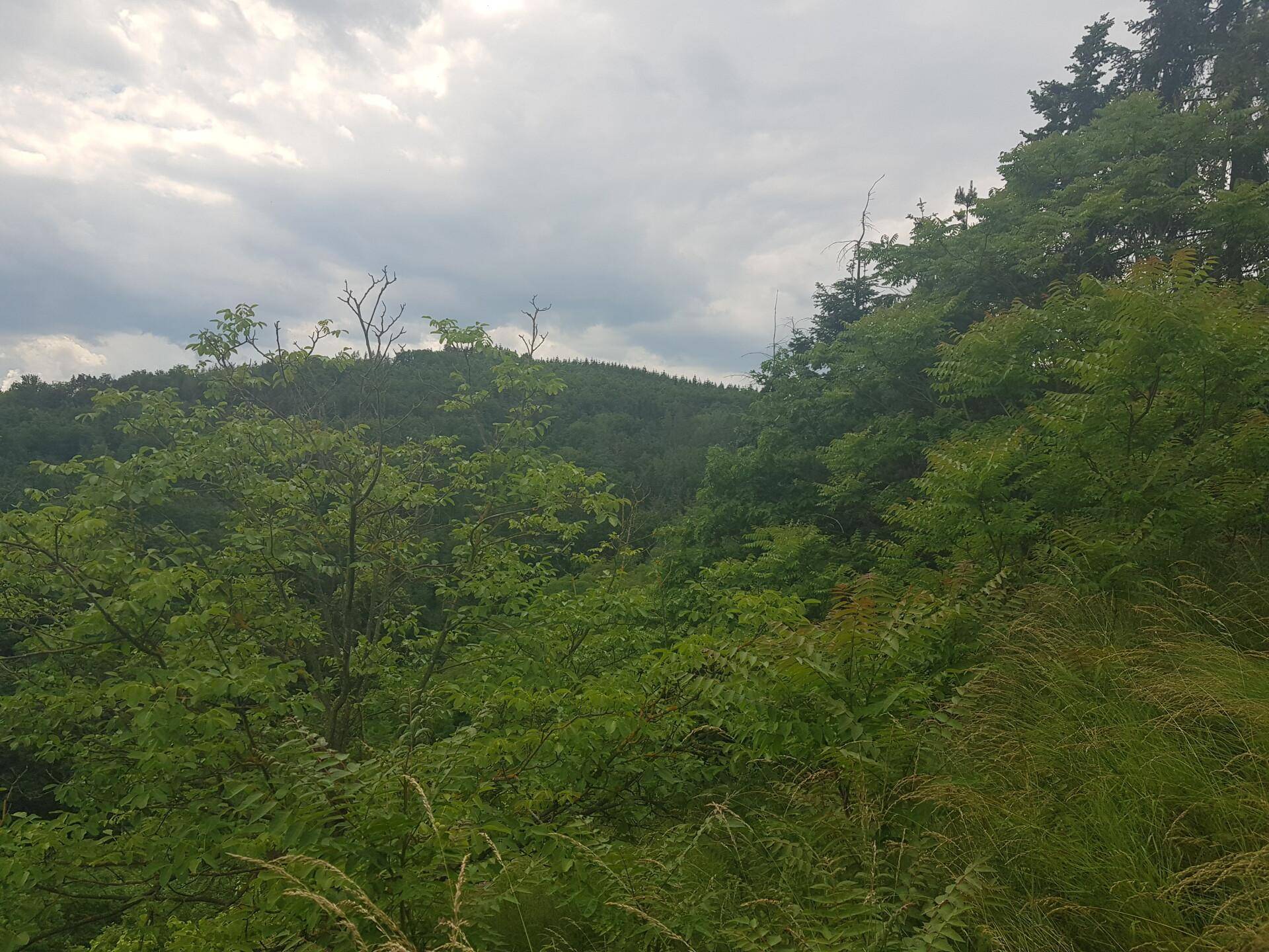 Dichte grüne Vegetation und Bäume bedecken einen bewaldeten Hügel unter einem bewölkten Himmel.