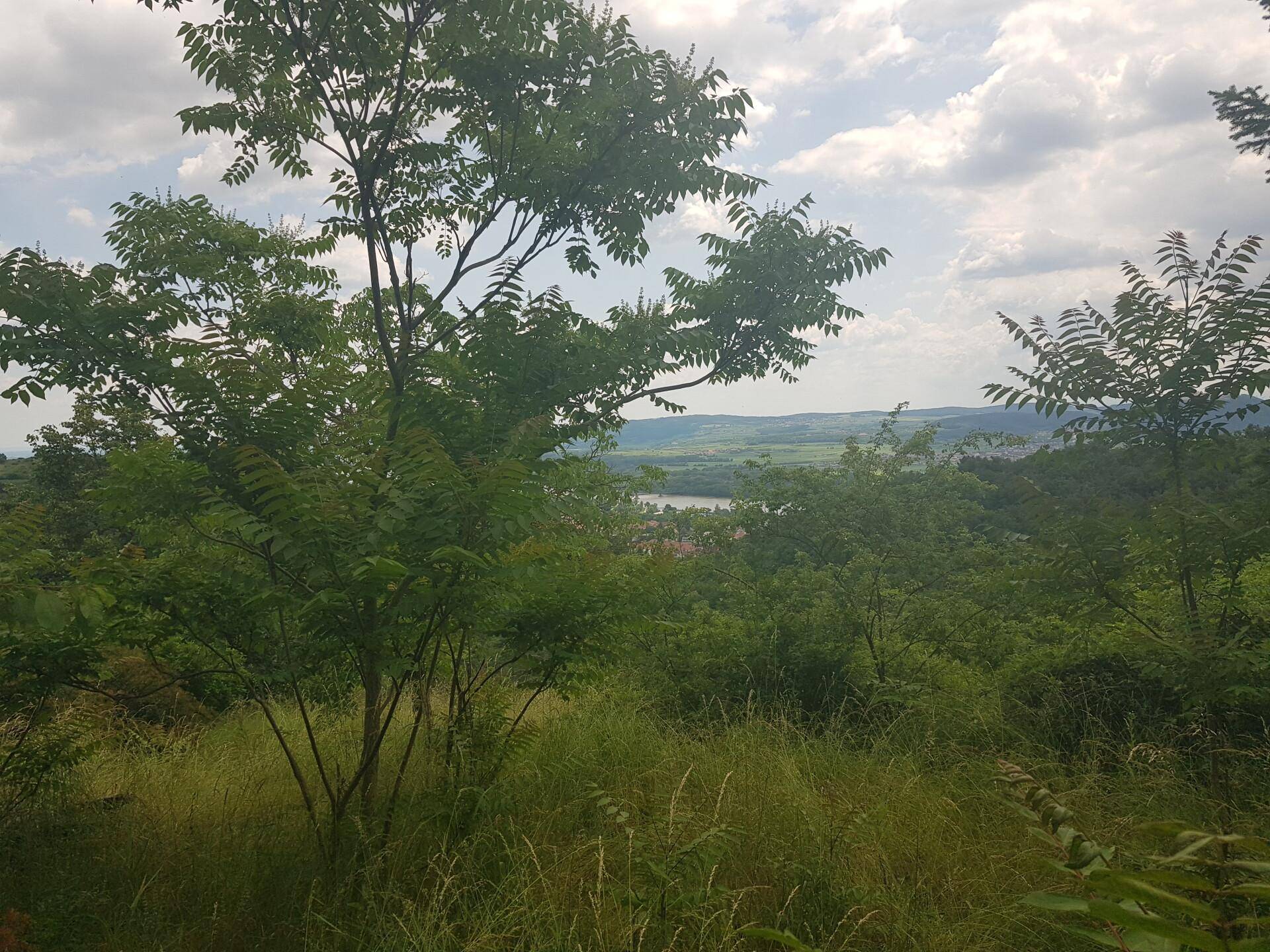 Blick durch Bäume und hohes Gras auf eine weite Landschaft mit Wasser und Hügeln unter bewölktem Himmel.