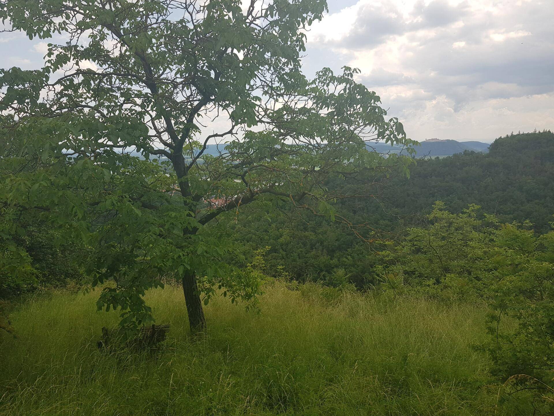 Ein einzelner Baum im Vordergrund mit weitem Blick auf bewaldete Hügel und eine Siedlung in der Ferne.