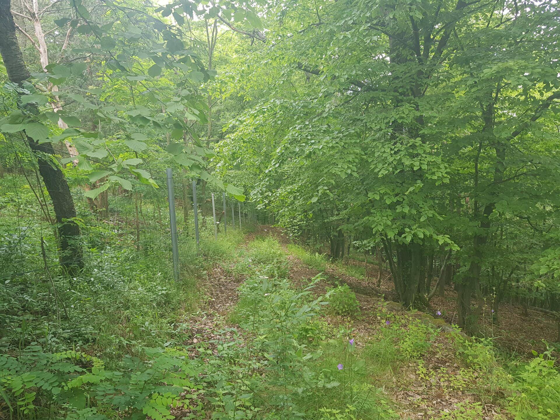 Ein schmaler Pfad schlängelt sich durch einen dichten Wald mit üppigem Grün und hohen Bäumen.