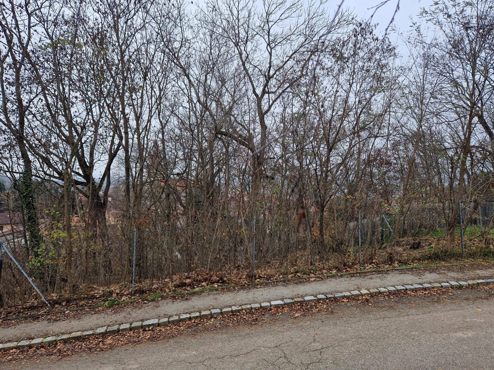 Blick auf ein bewaldetes Gebiet mit kahlen Bäumen und einem Pfad, der zum Grundstück gehört oder angrenzt.