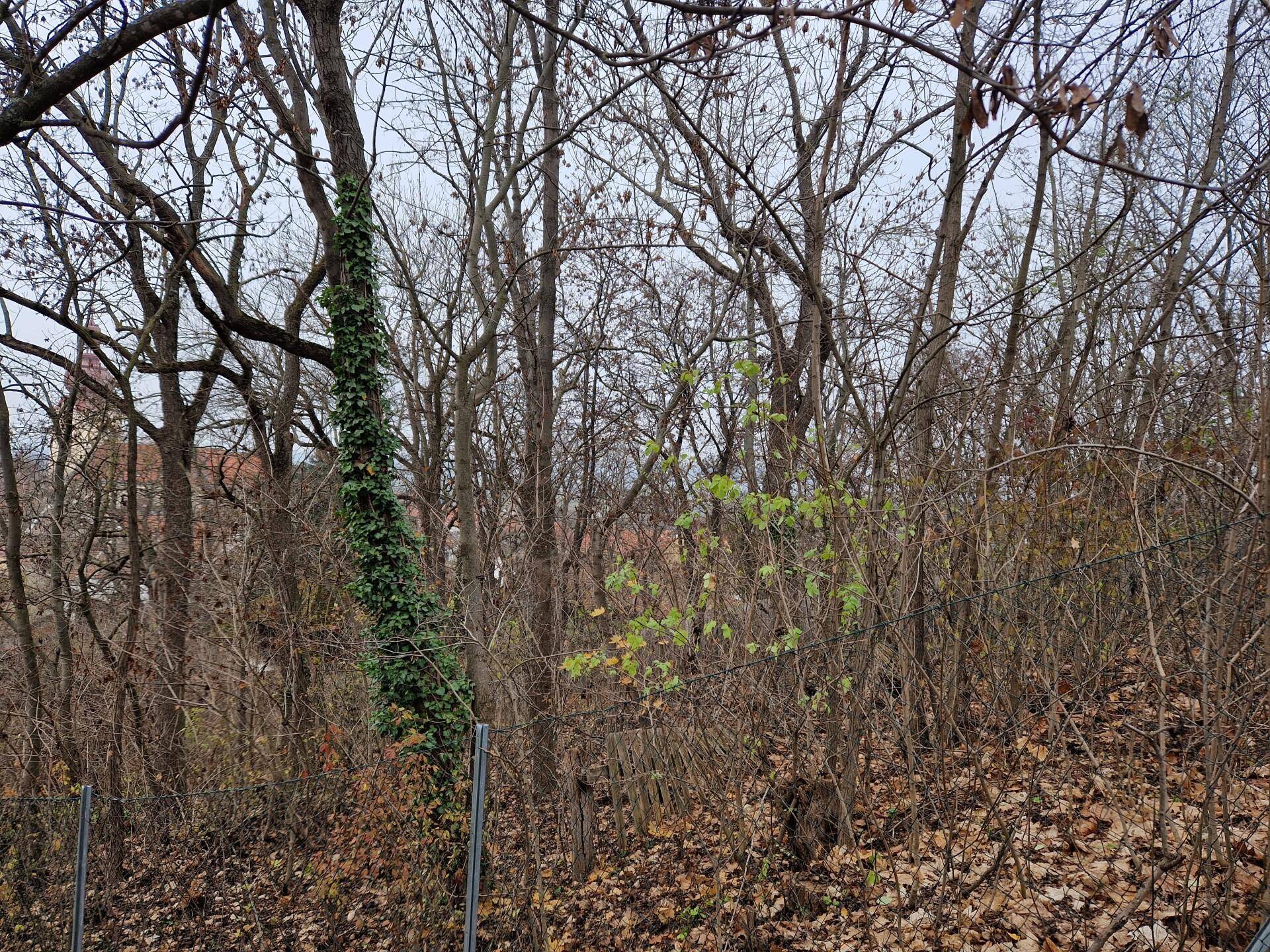 Detailansicht des bewaldeten Bereichs mit kahlen Bäumen und Efeu an einem Baumstamm.
