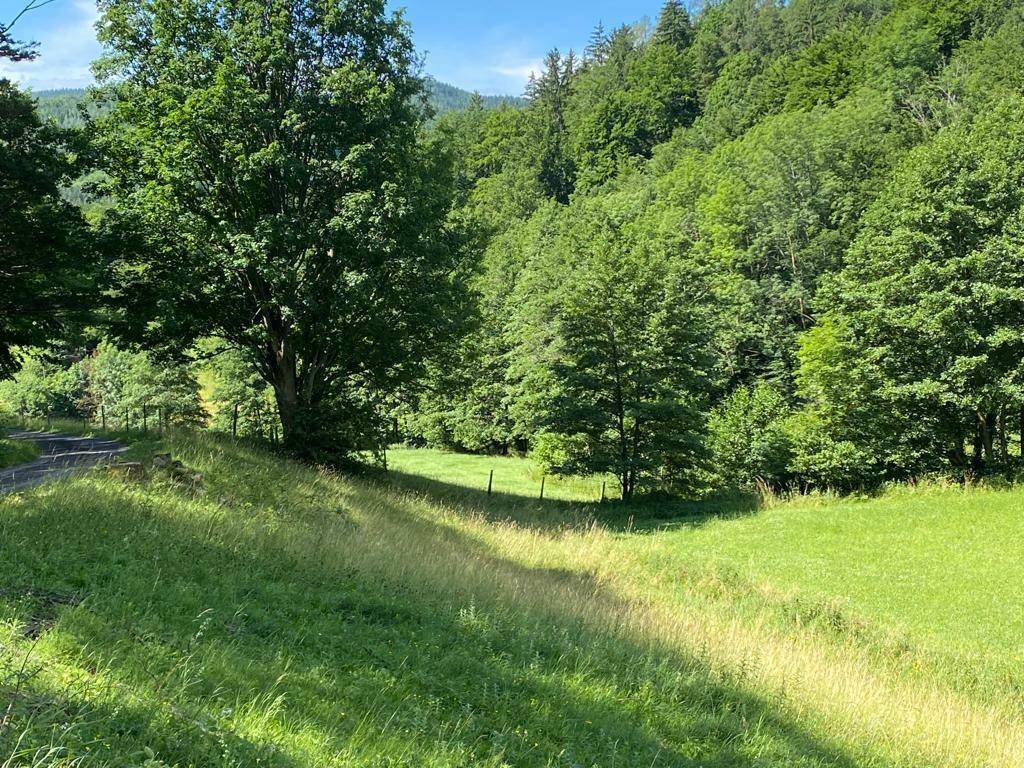 Sonnige, grüne Wiese am Waldrand mit hohen Bäumen und natürlicher Vegetation unter blauem Himmel.