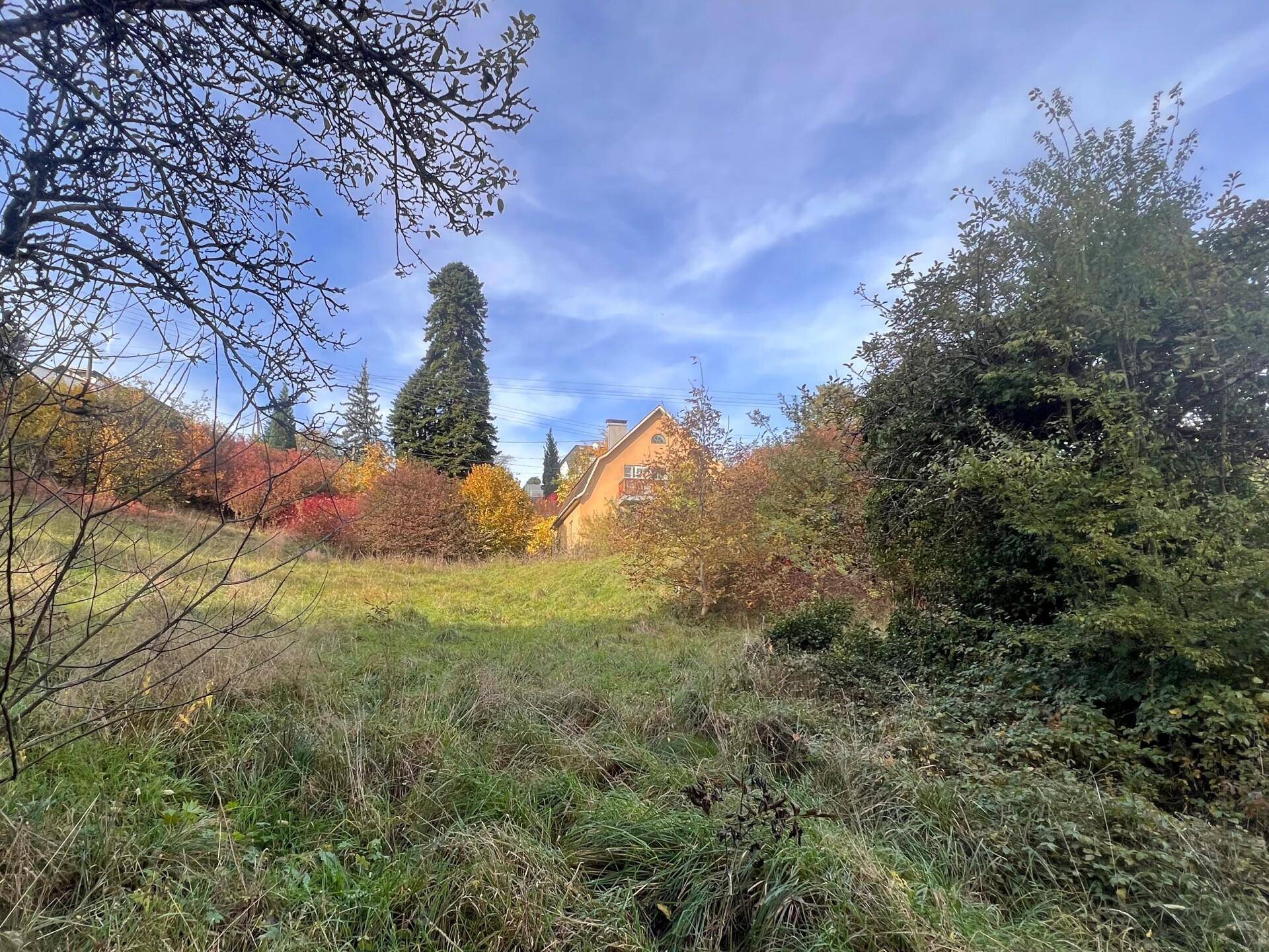 Blick über ein verwildertes Wiesengrundstück mit einem Haus im Hintergrund, umgeben von Bäumen und Sträuchern.