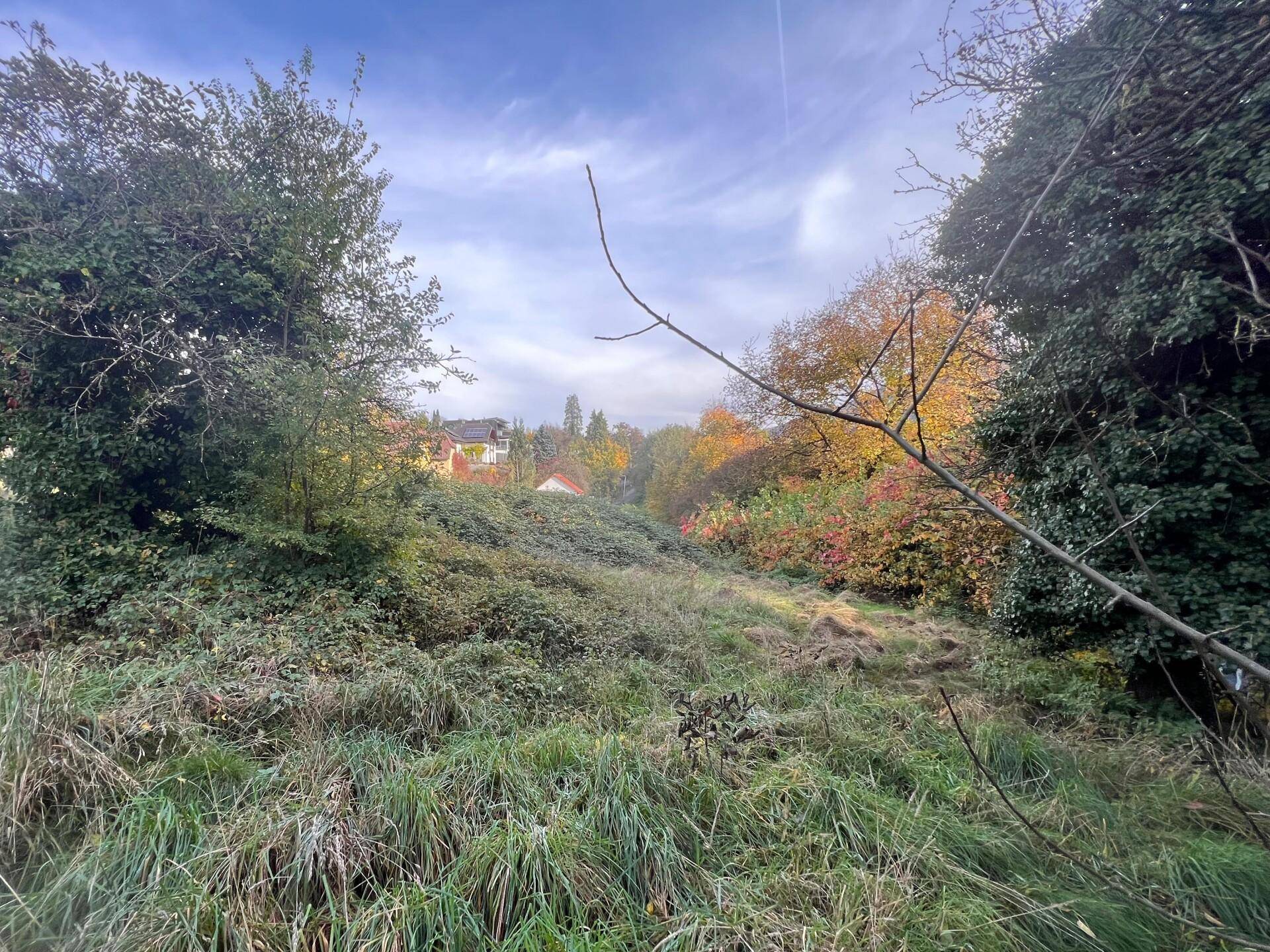 Blick über ein verwildertes Wiesengrundstück mit Häusern in der Ferne, umgeben von Bäumen und Sträuchern unter bewölktem Himmel.