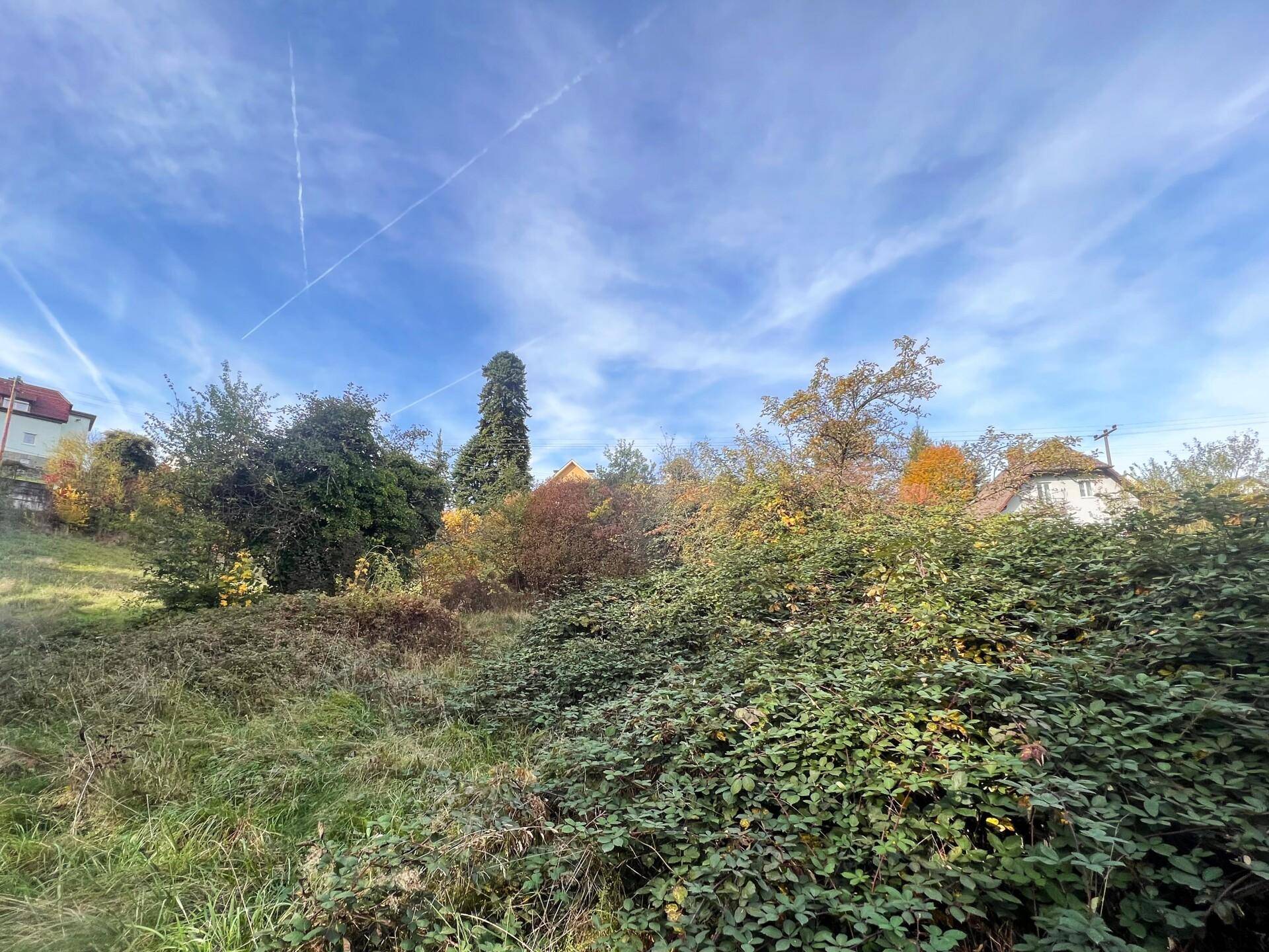 Blick über ein verwildertes Wiesengrundstück mit Häusern in der Ferne, umgeben von Bäumen und Sträuchern unter blauem Himmel.